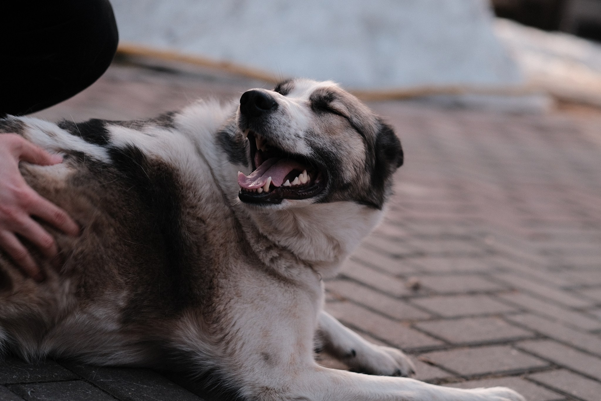 Аляска, Чарли, Пати и их люди. Дмитрий Бречалов