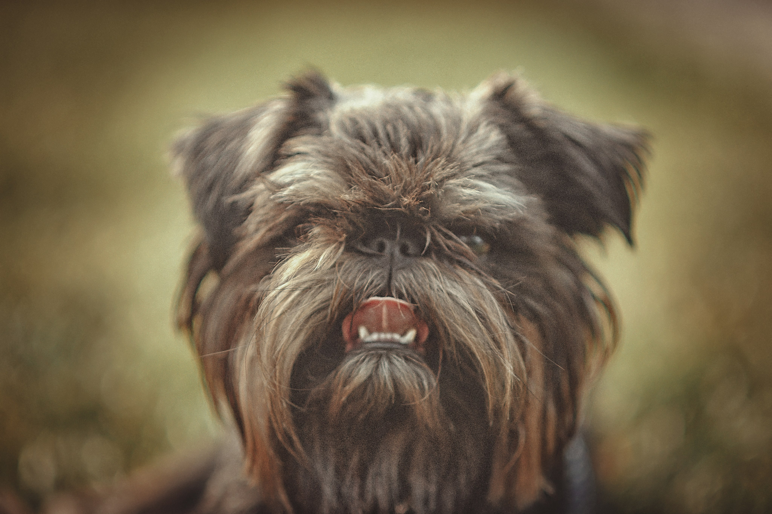 Фотосессия животных в Ижевских, фотограф животных. Детский, семейный фотограф в Ижевске и Москве Аксинья Лысенкова ADEN