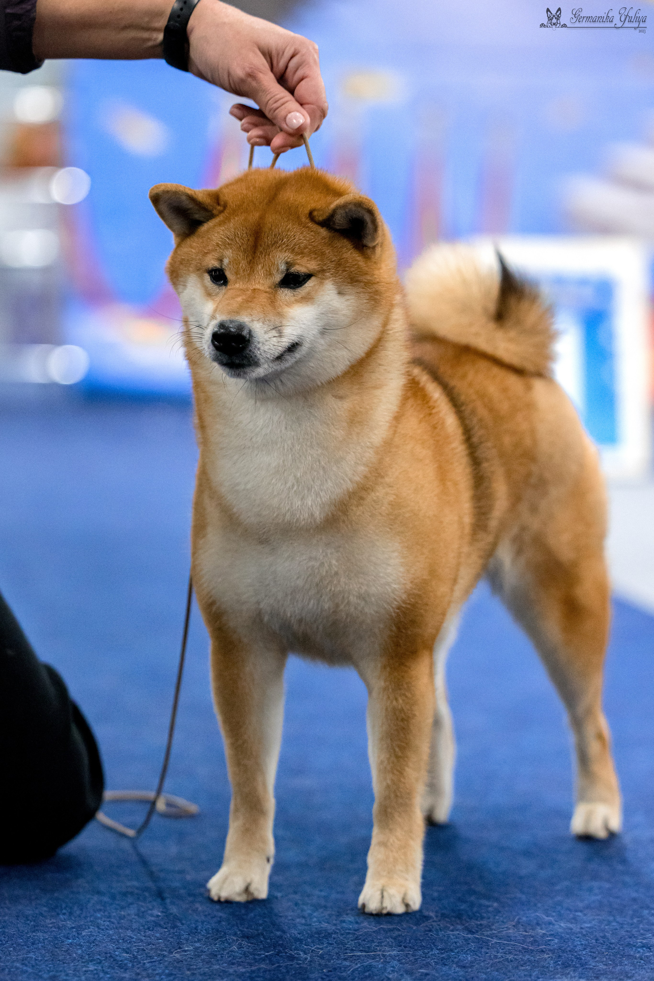 Сфера 29.10,Крокус 4.11,Сфера 12.11.2023. Фотограф-анималист Юлия Германика