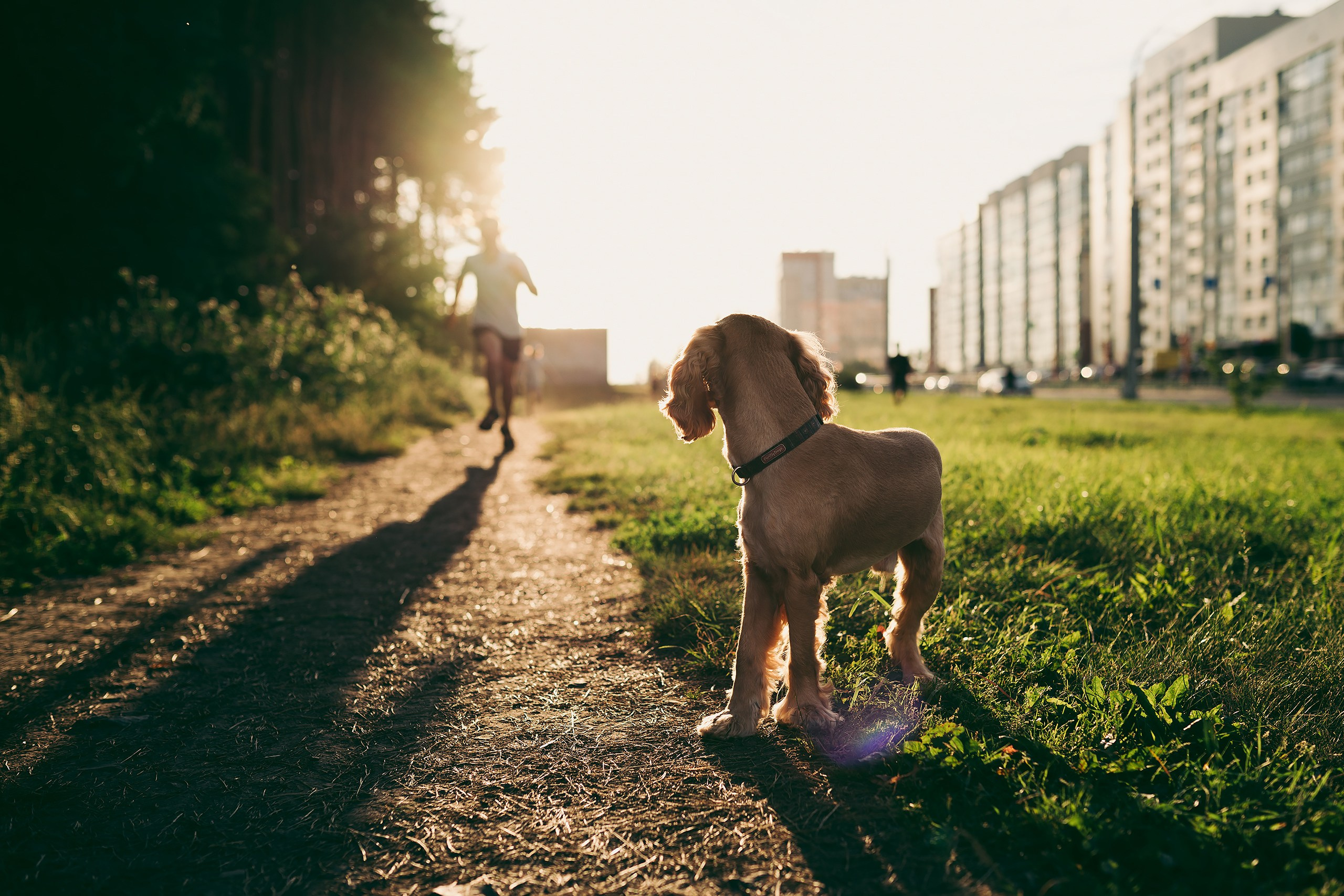 Прогулка на закате. Фотограф Владимир Орлов