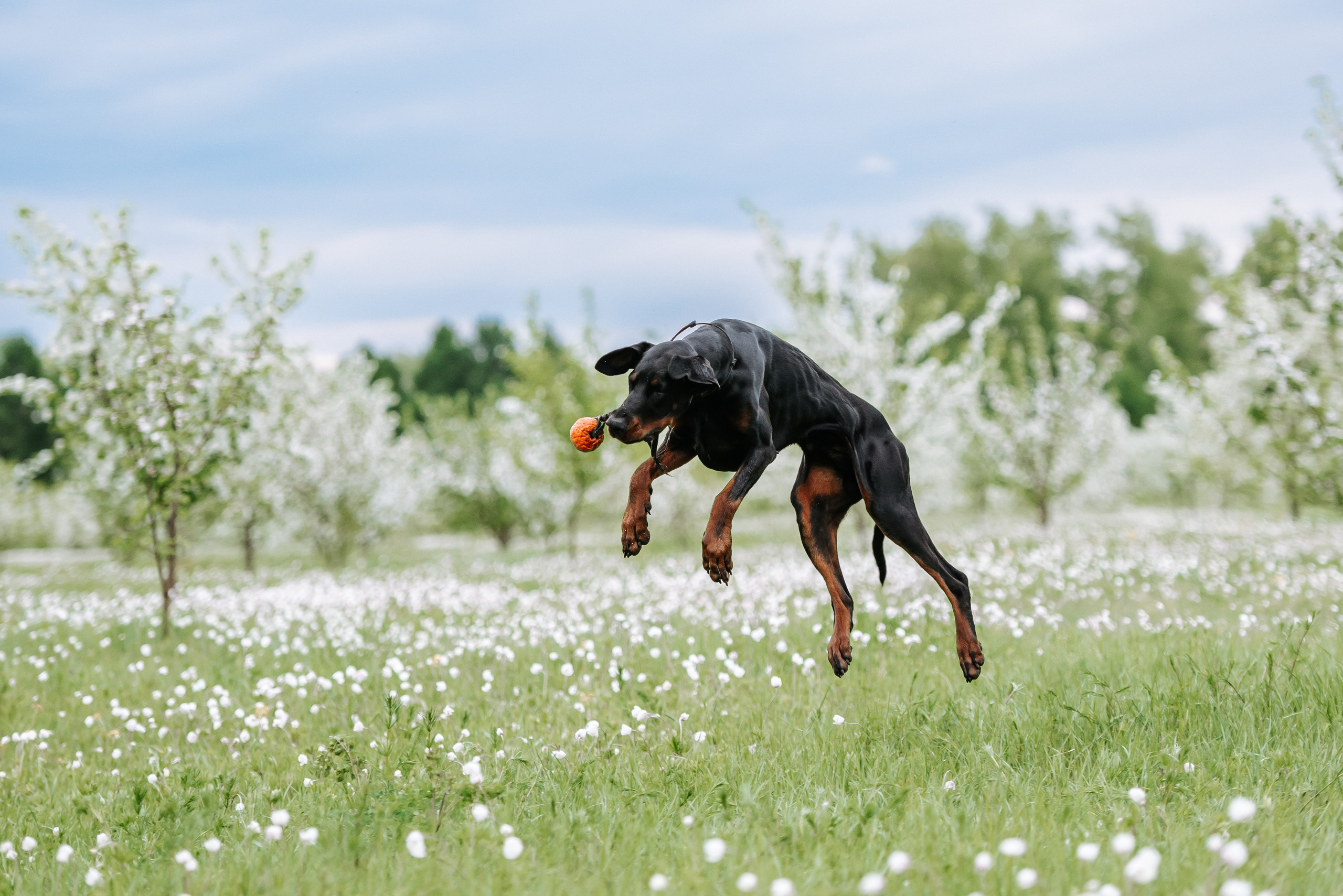 Цветение с доберманами. Фотограф Диана Оленина Красноярск / Братск