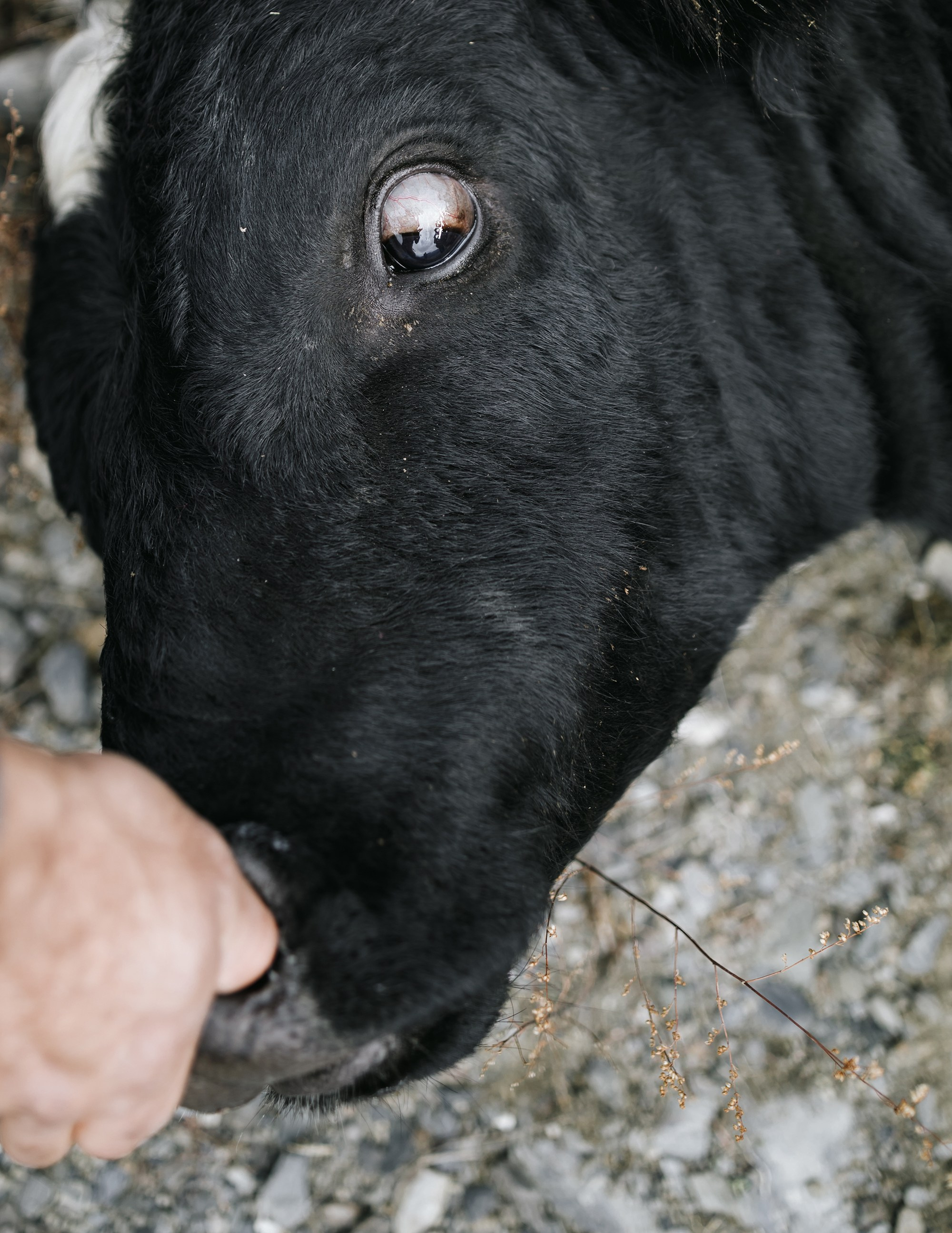 Dagestan. Seasons. Autumn. Documentary and art photographer Alexey Terentyev
