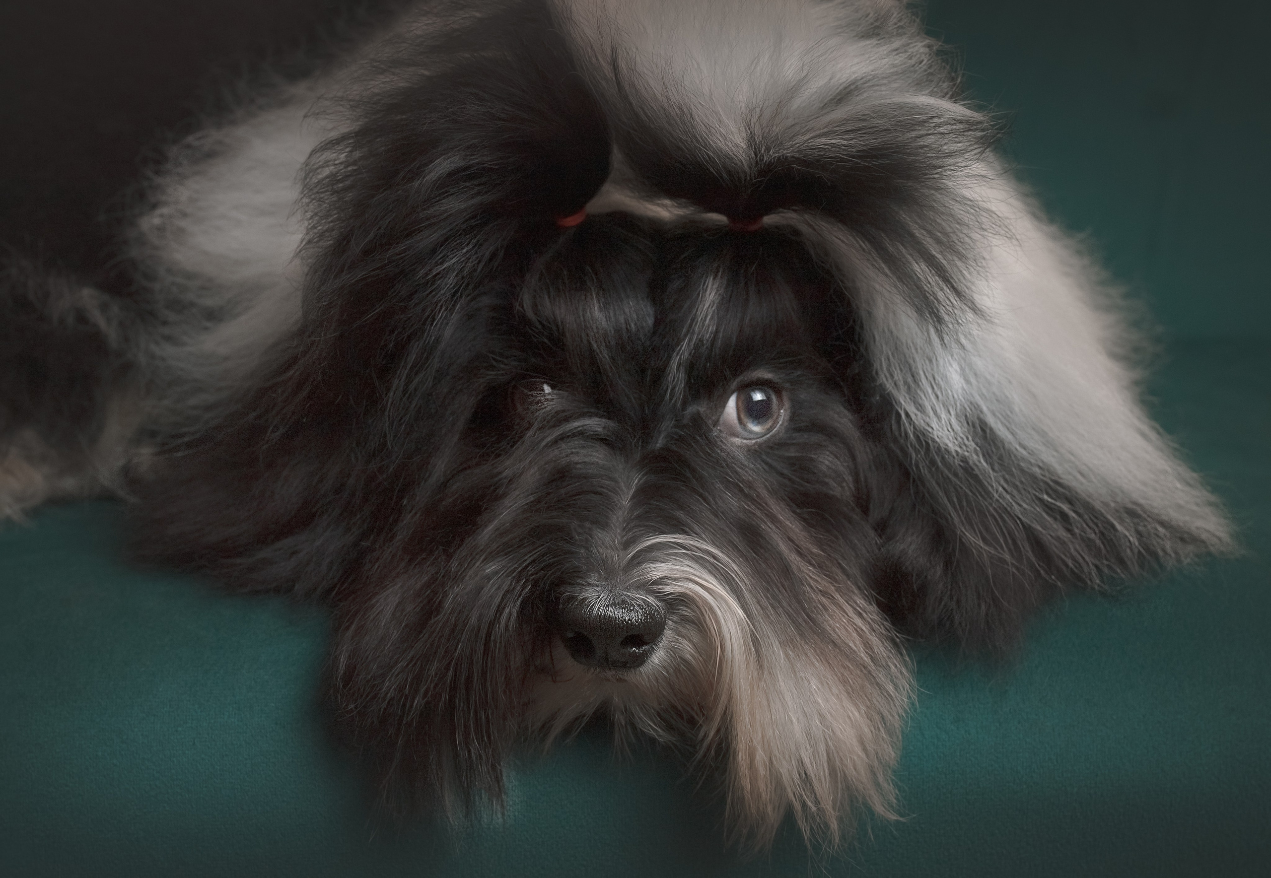 Студия груминга Валерии Кравец