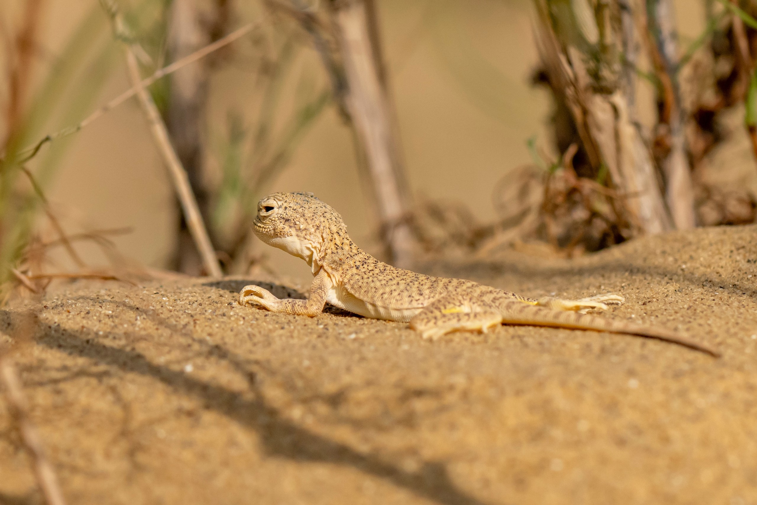 Природа Дагестана, сентябрь 2024. Foto-Zuev фотография как искусство