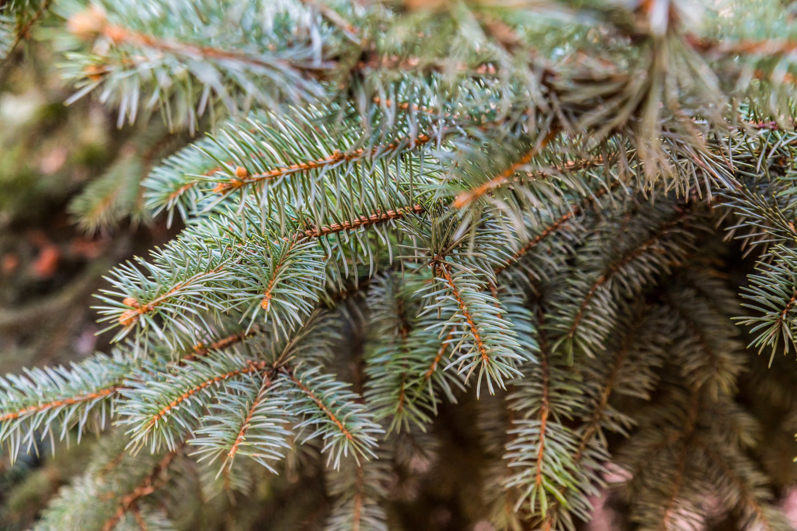 Предметная фото и видео съемка. Арт студия «Пегас». Фото- и видео- съемка