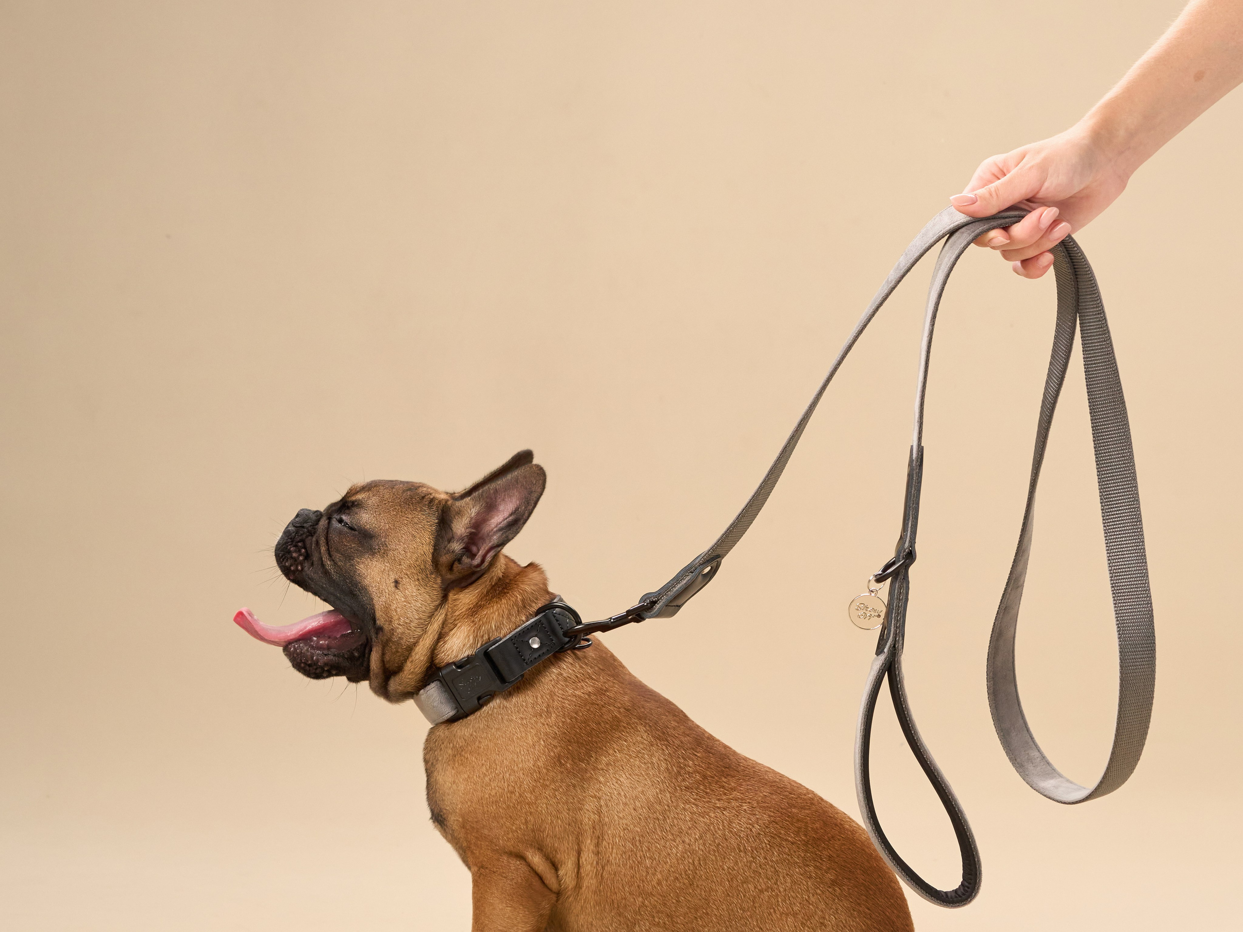 Advertising shooting with animals. Pets in advertising. Dog photographer Averianova Anna — Art photography of dogs