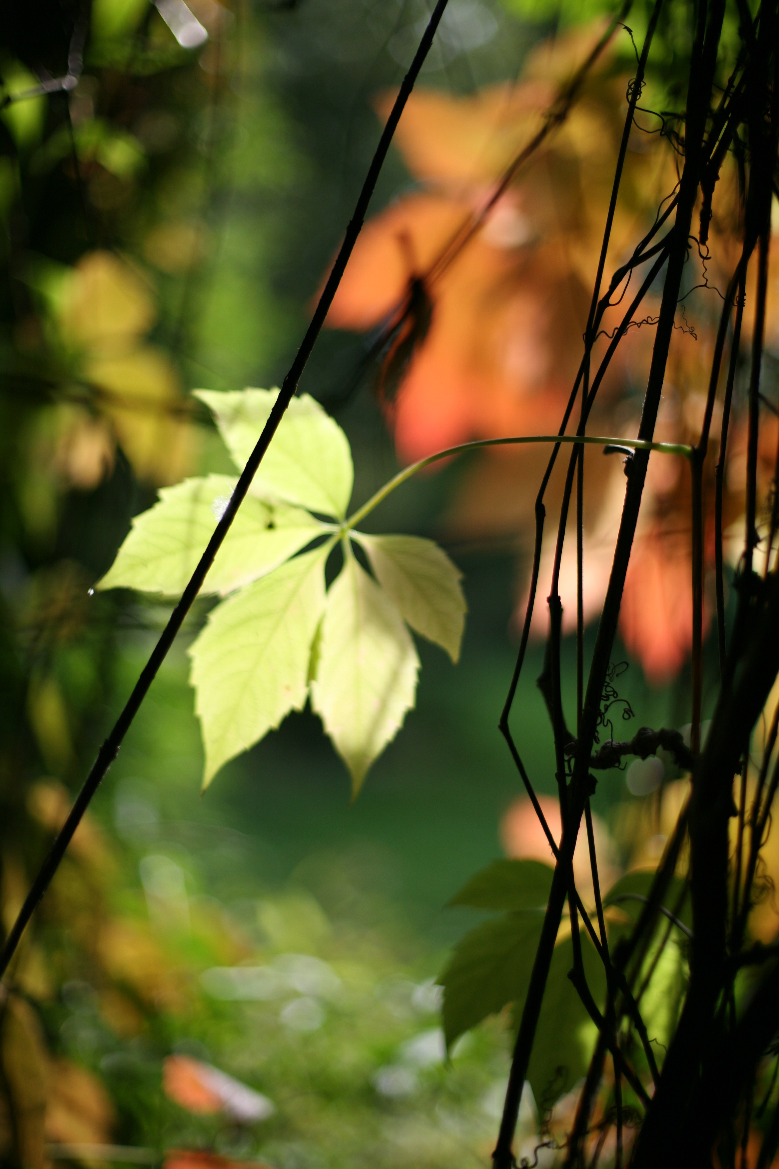 Ускользающее лето. АRТ&PSY | Искусство психологии