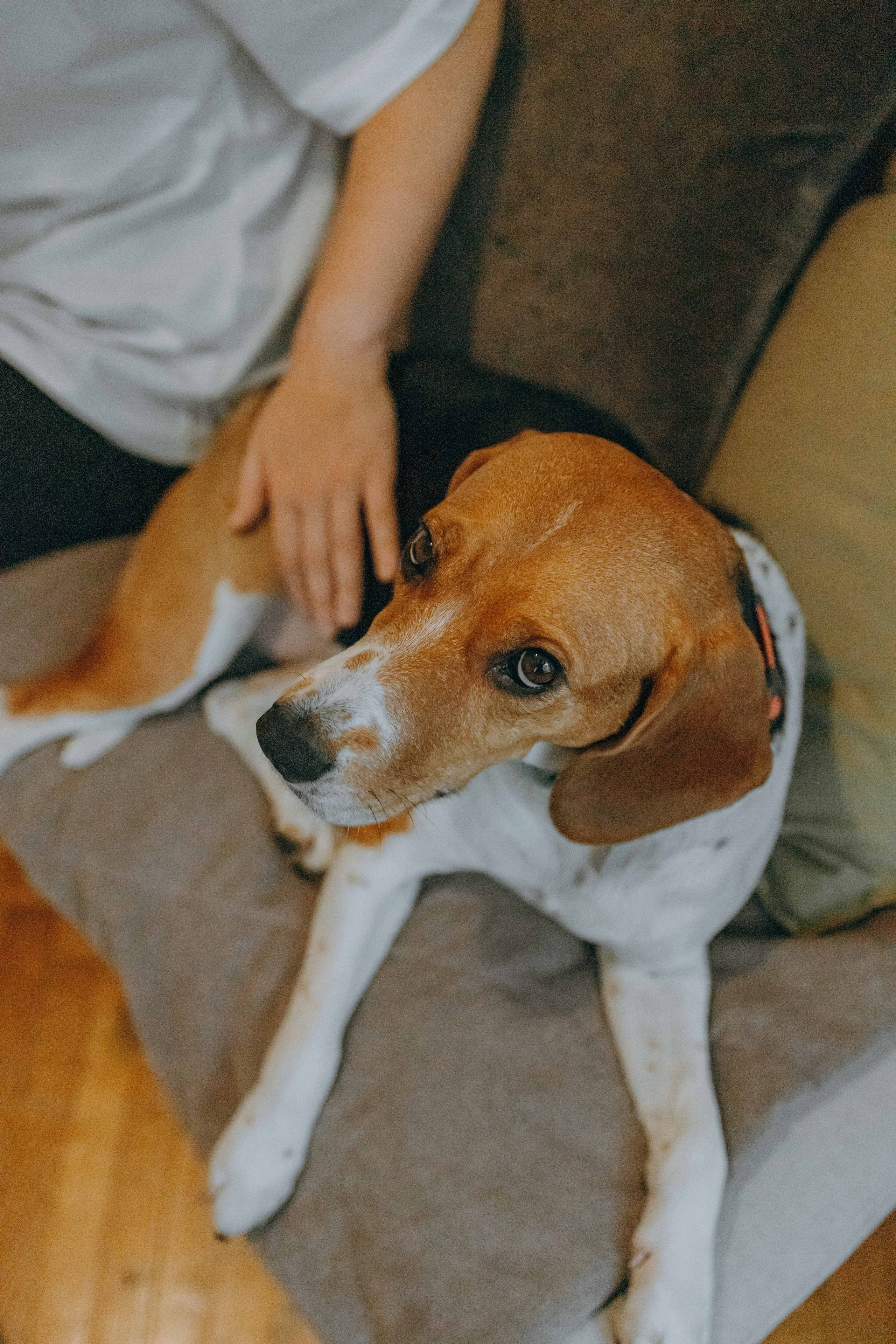 Света и Ива. Фотограф-анималист в Москве Лера Черноног
