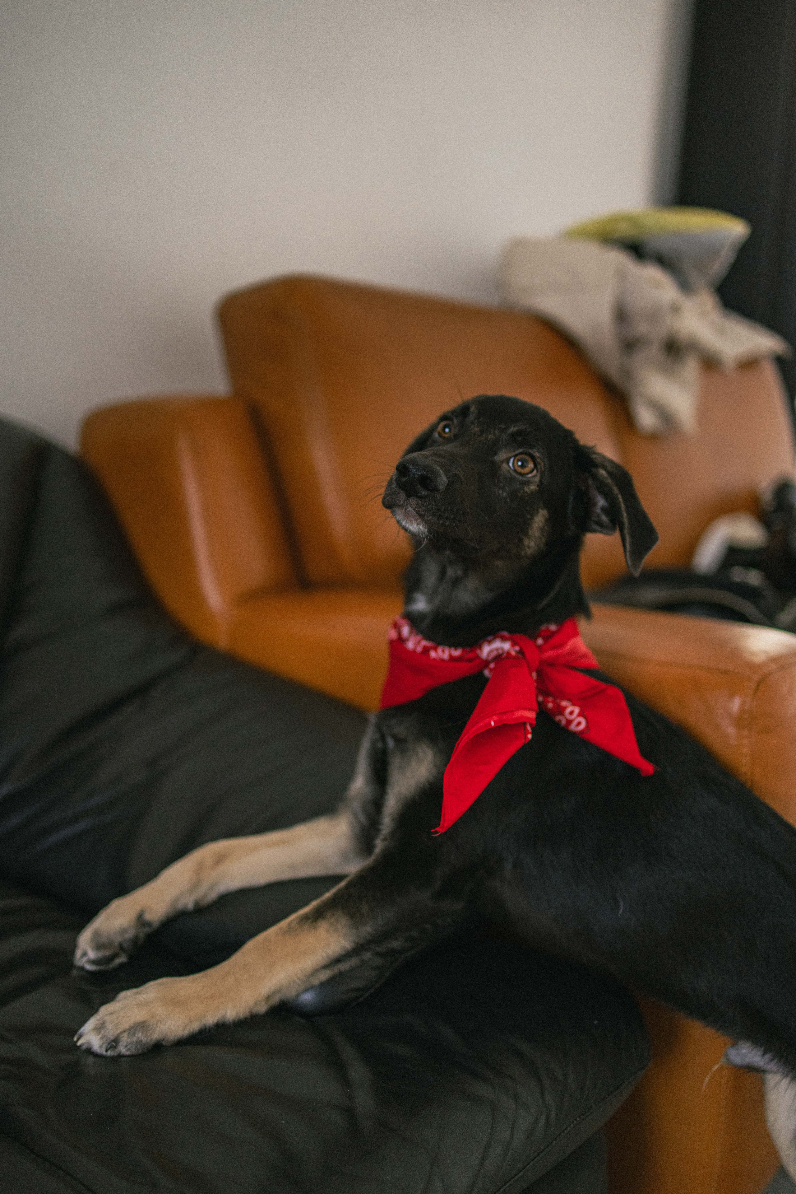 Крис и Тэдди. Фотограф-анималист в Москве Лера Черноног