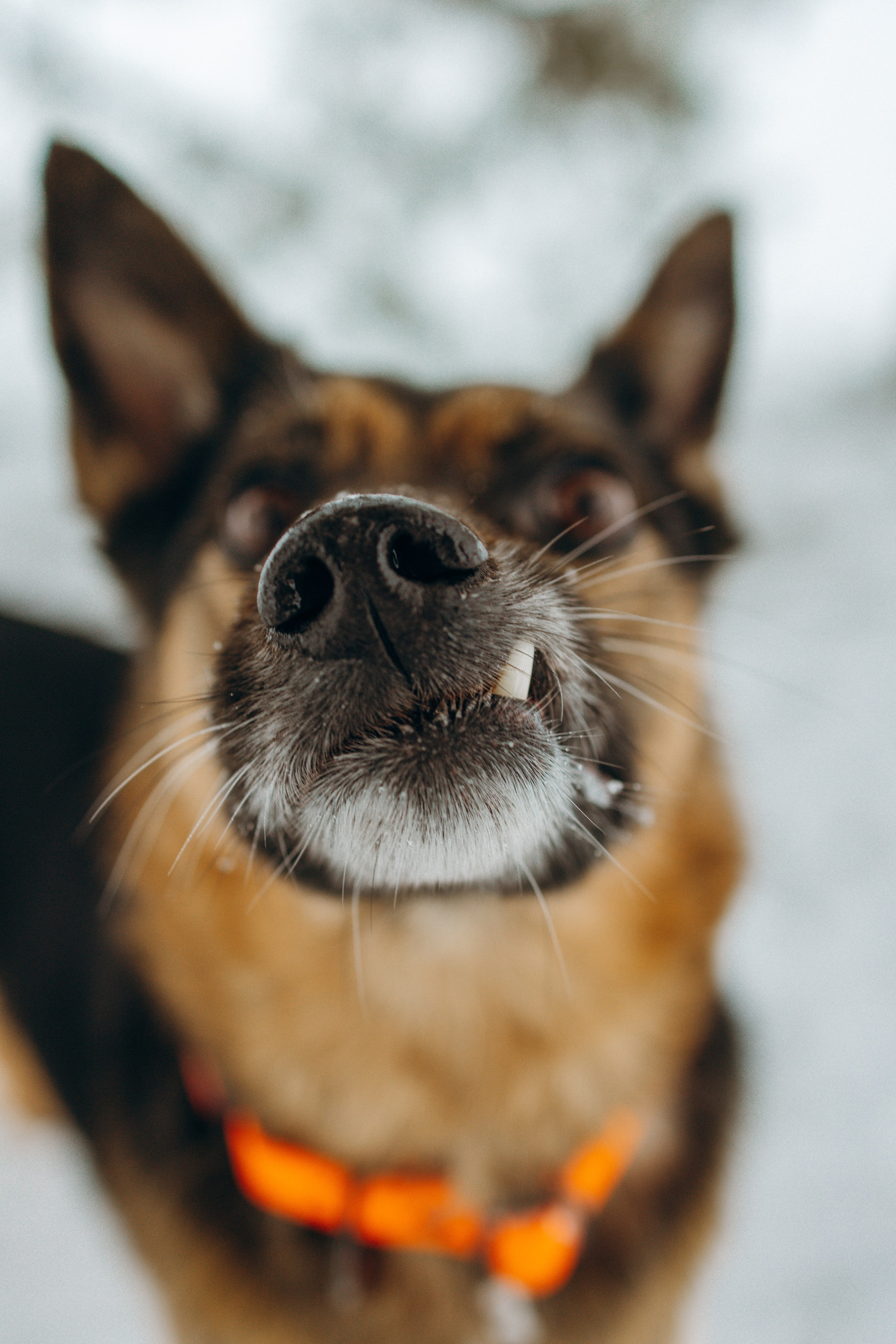 Ника, Матиша и Герда. Фотограф-анималист в Москве Лера Черноног