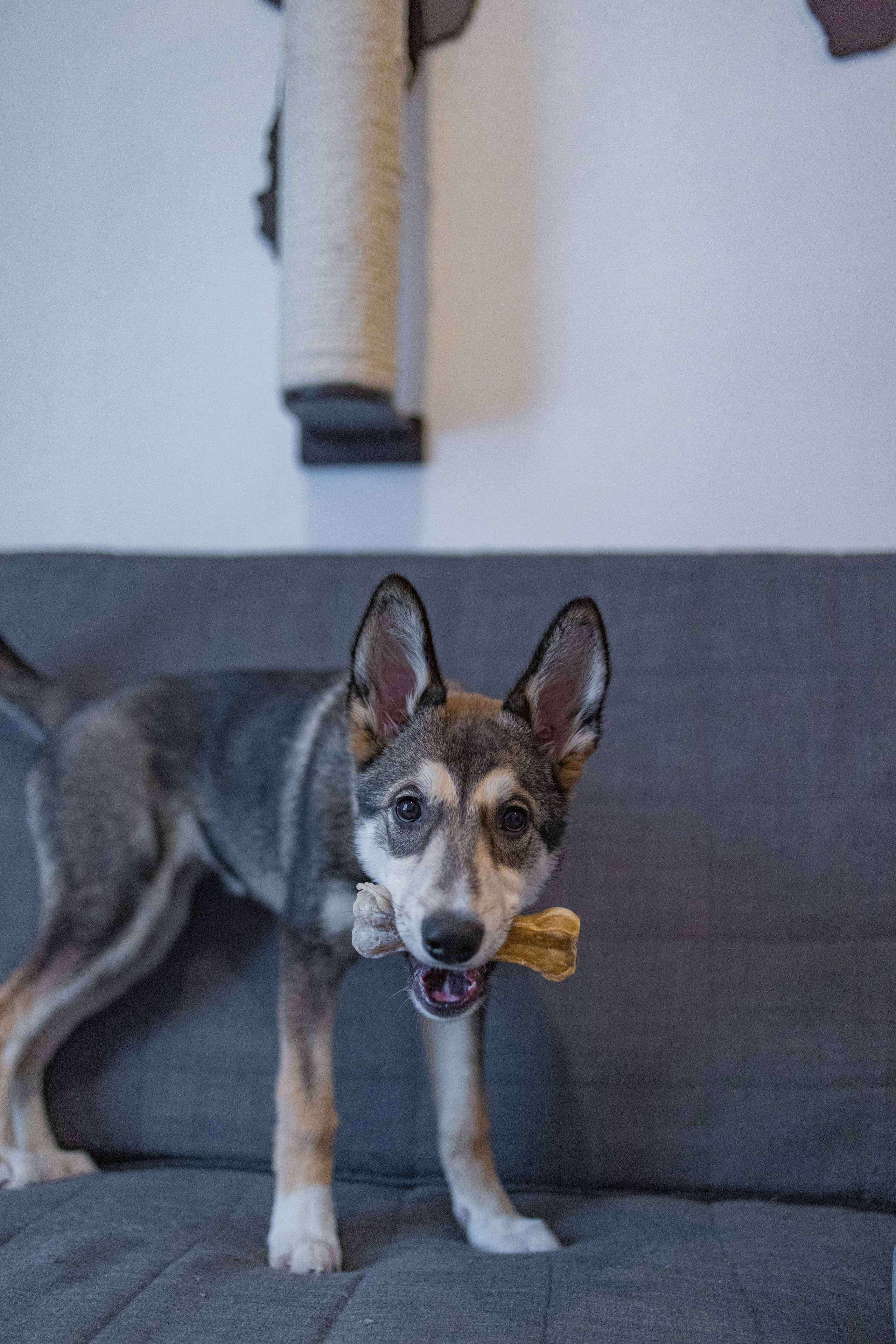 Шами. Фотограф-анималист в Москве Лера Черноног