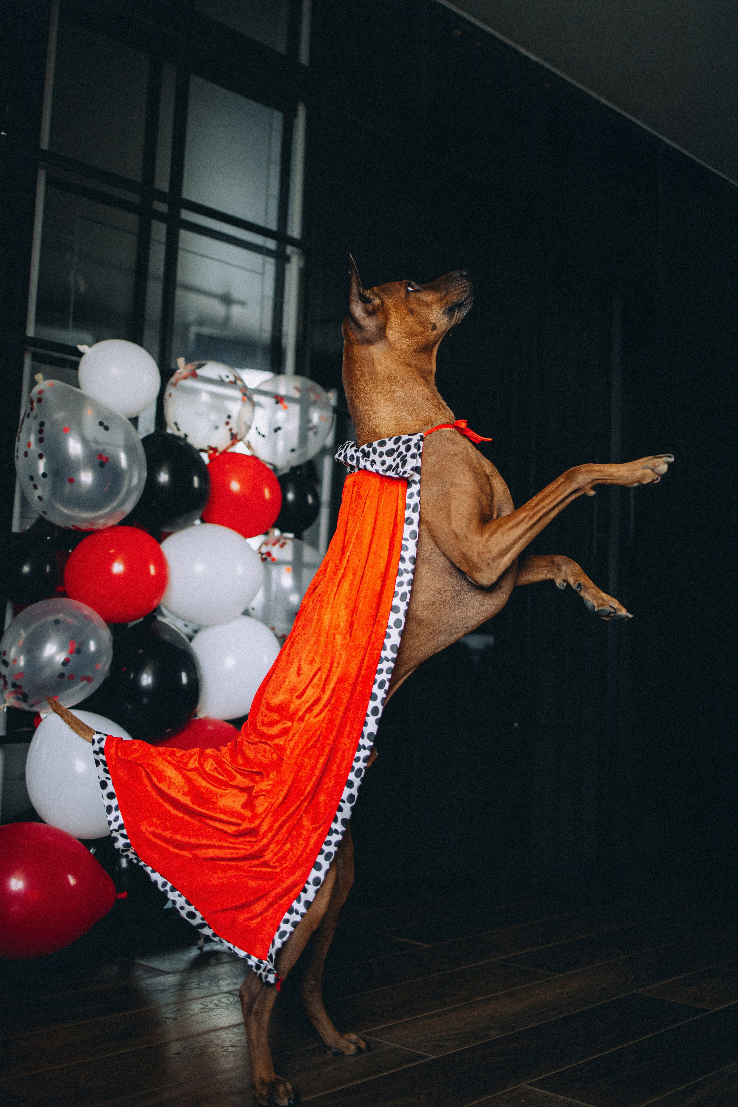 Оксана и Зевс