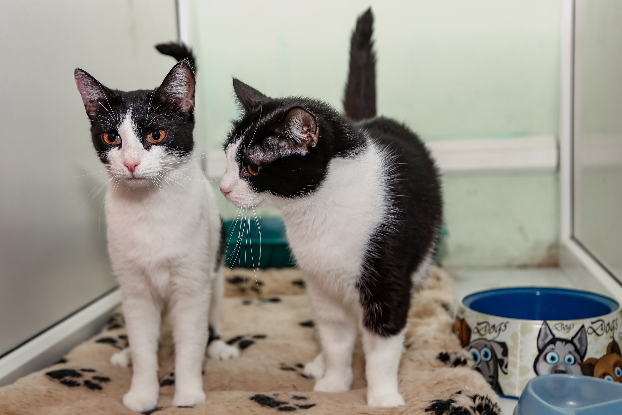 Приют Кошкин Дом Филимоша. Ваш фотограф в Оренбурге Рощупкина Екатерина