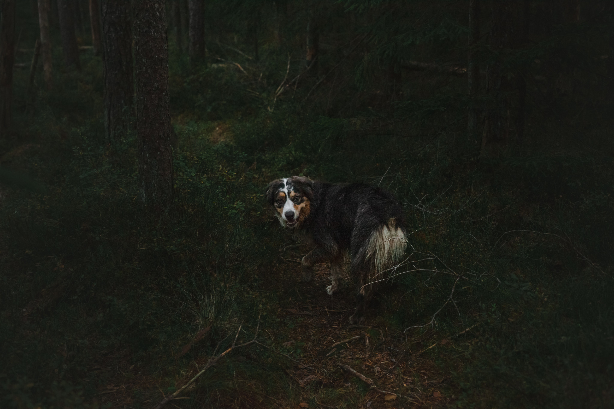 Фотопрогулка в Ленобласти. Фотограф-анималист Татьяна Степанова