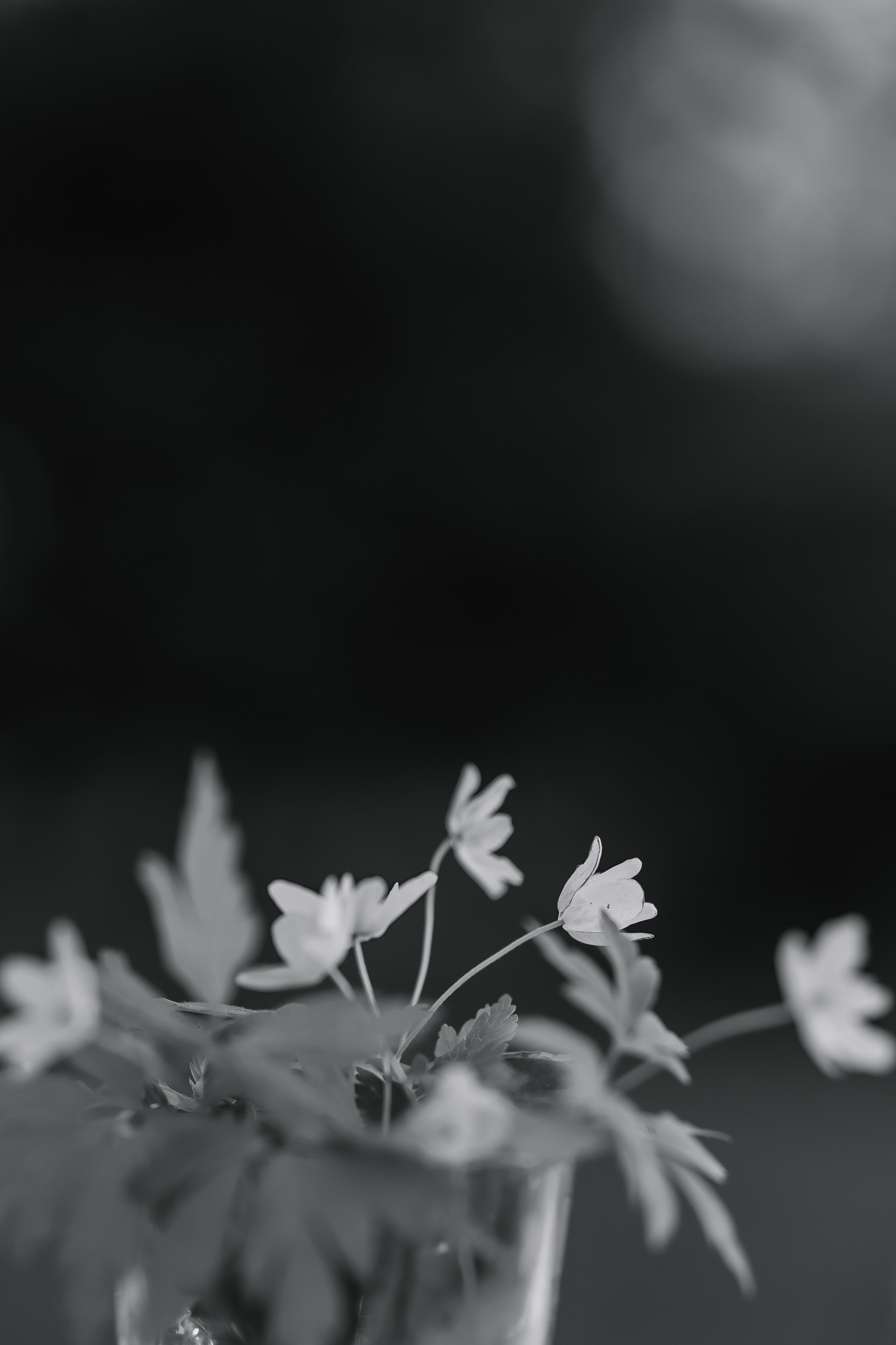 Виталий/Алеся. Свадебный фотограф