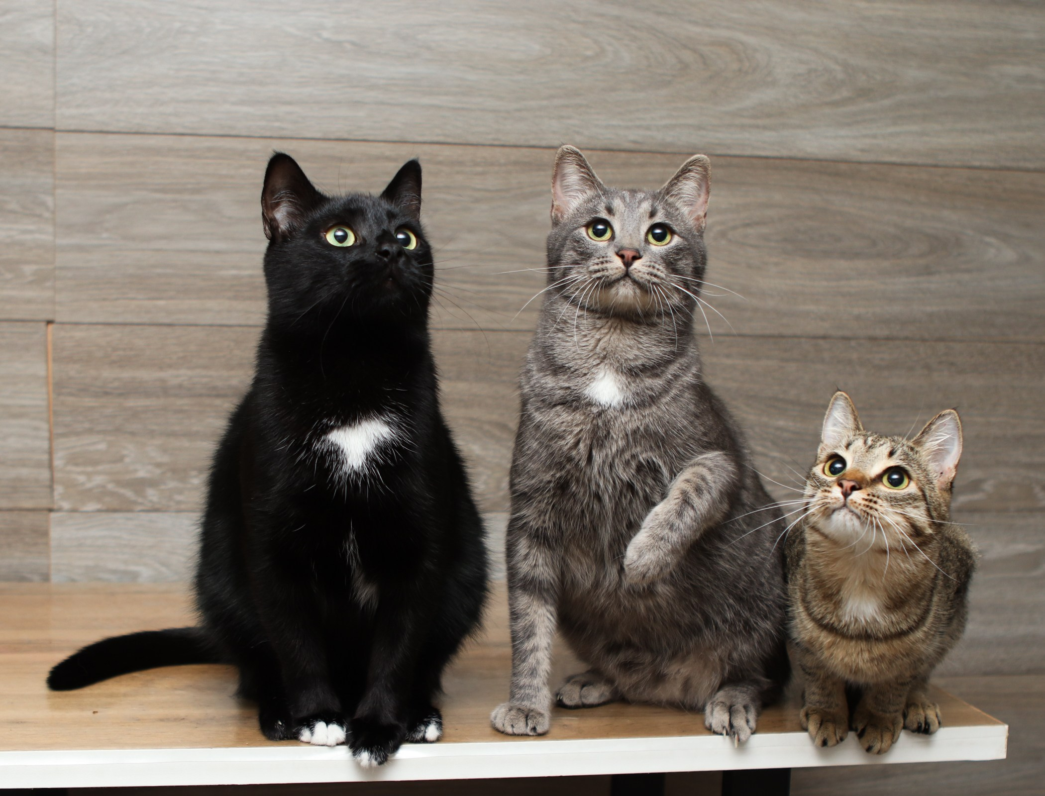 Кошки. Фотограф-анималист Полина Колкова | Москва