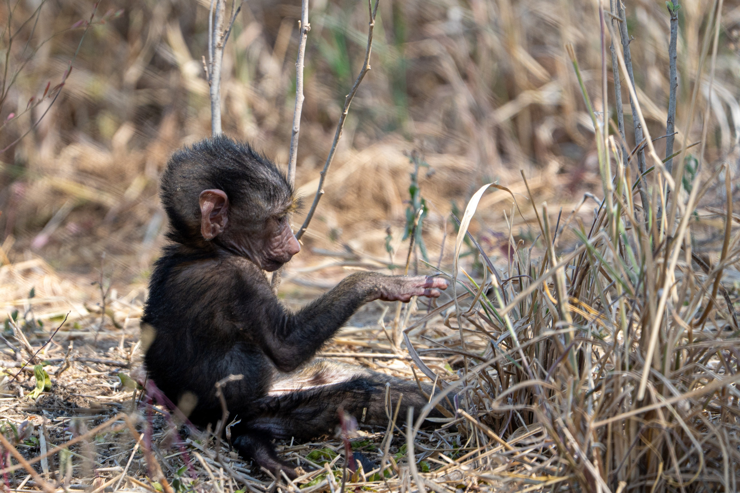 Танзания, сафари, 2025. Творческие сьемки