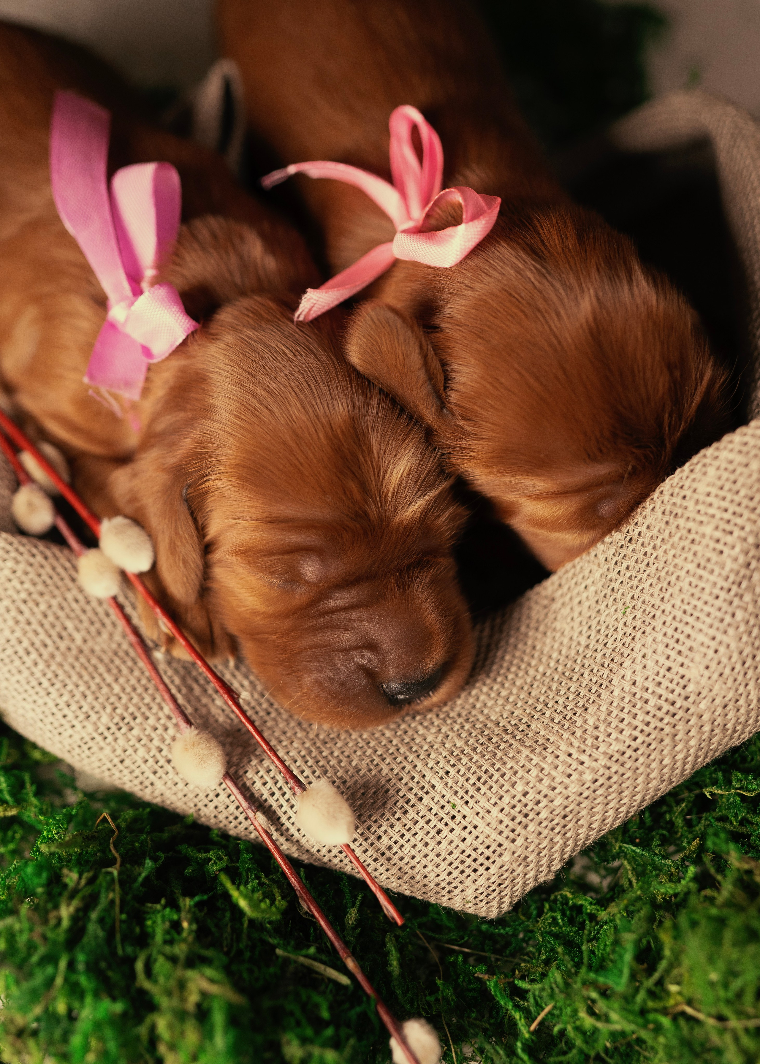 Красные ирландские сеттеры. Фотограф- анималист Александра Матвеева