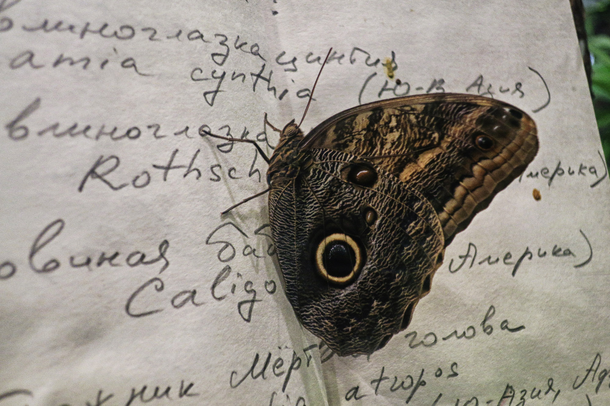 Снова Летать Высоко. Фотокнига. Рекламный и коммерческий фотограф | Георгий Романов