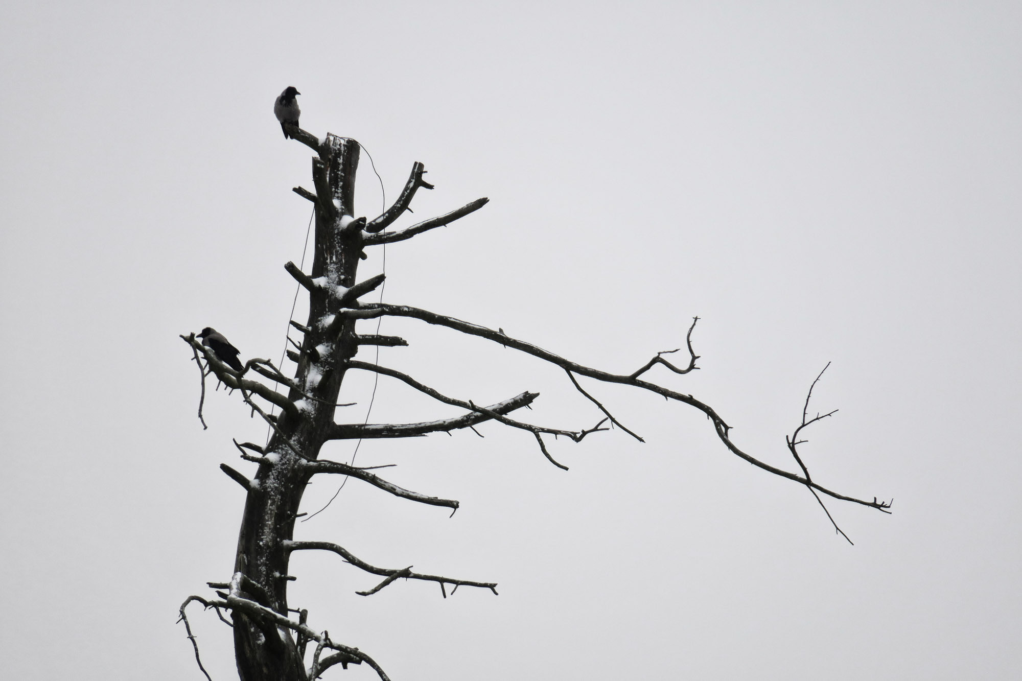 Снова Летать Высоко. Фотокнига. Рекламный и коммерческий фотограф | Георгий Романов