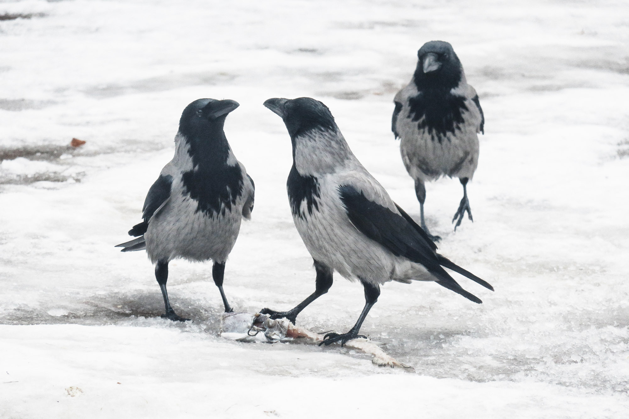 Снова Летать Высоко. Фотокнига. Рекламный и коммерческий фотограф | Георгий Романов