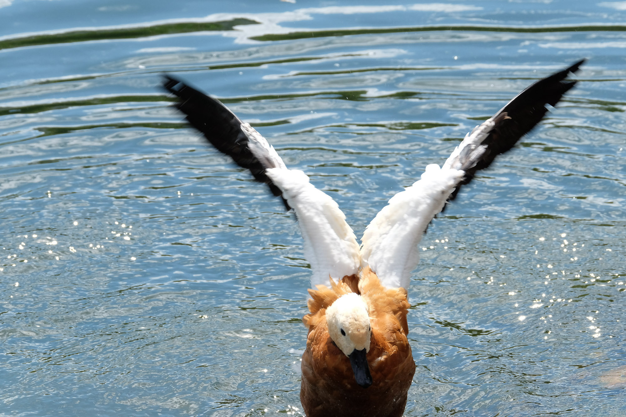 Снова Летать Высоко. Фотокнига. Рекламный и коммерческий фотограф | Георгий Романов
