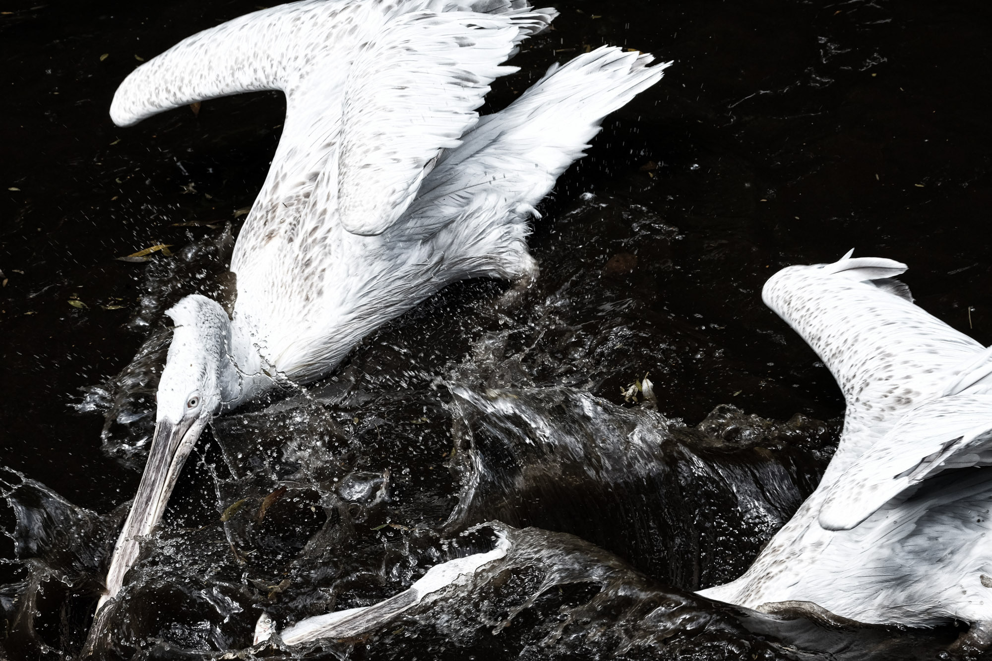 Снова Летать Высоко. Фотокнига. Рекламный и коммерческий фотограф | Георгий Романов