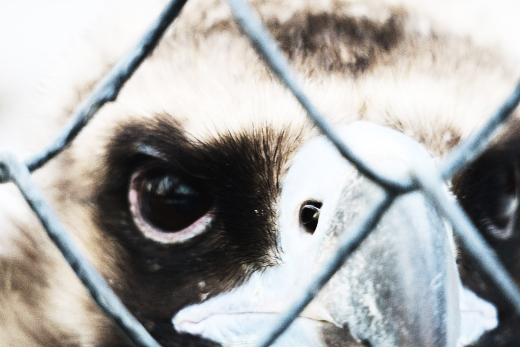 Снова Летать Высоко. Фотокнига. Рекламный и коммерческий фотограф | Георгий Романов