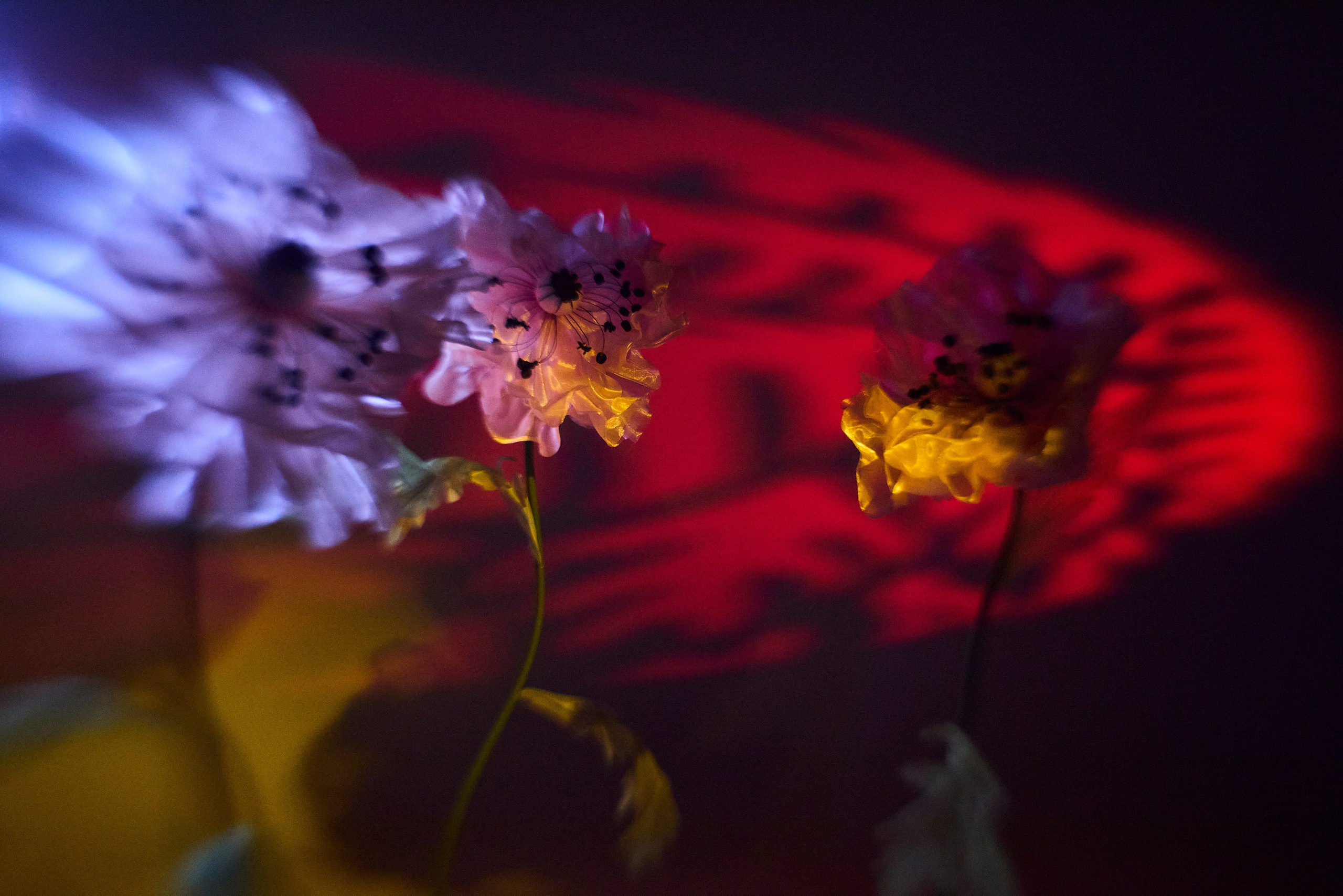 ARTIST'S STATEMENT. Visual artist/photographer Dayneko Tatyana Krasnoyarsk