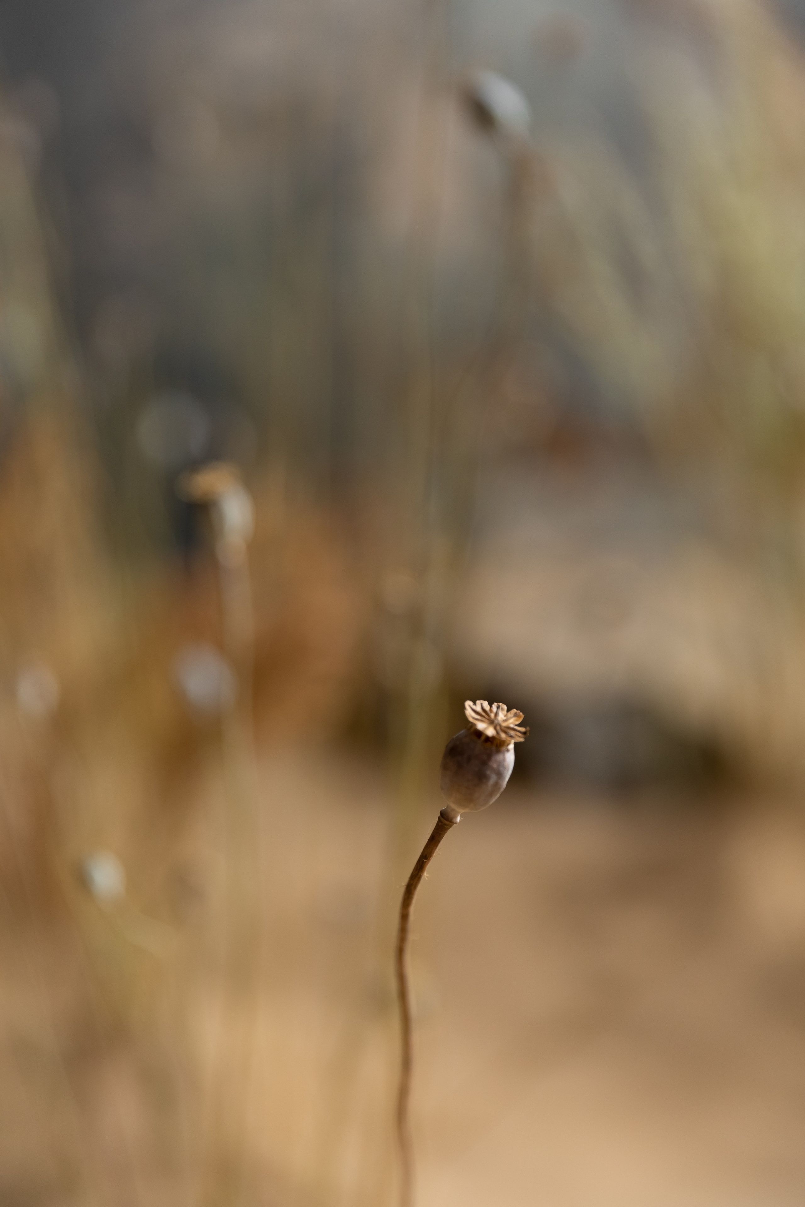 Floral sand. Профессиональный фотограф Инесса Новикова в Москве