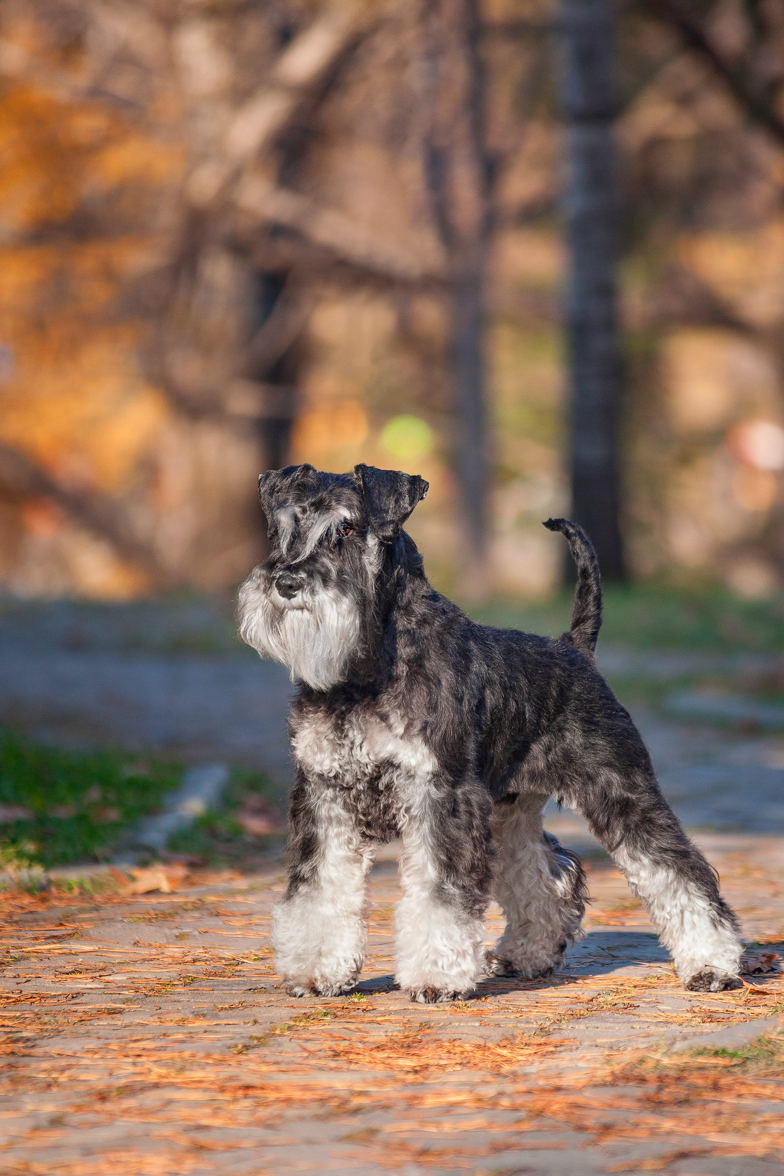 Собаки на улице. Slavilada-Лапки. Свет. Любовь… Профессиональная фотосессия питомцев Для памяти, пристройства и продажи. Хабаровск