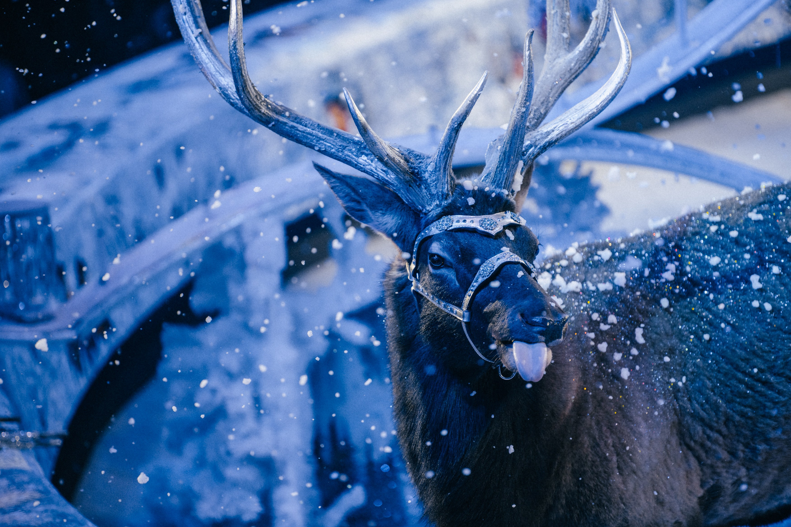 Королевский Цирк Гии Эрадзе. Репортажный и портретный фотограф в Санкт-Петербурге Степлевич Дарья
