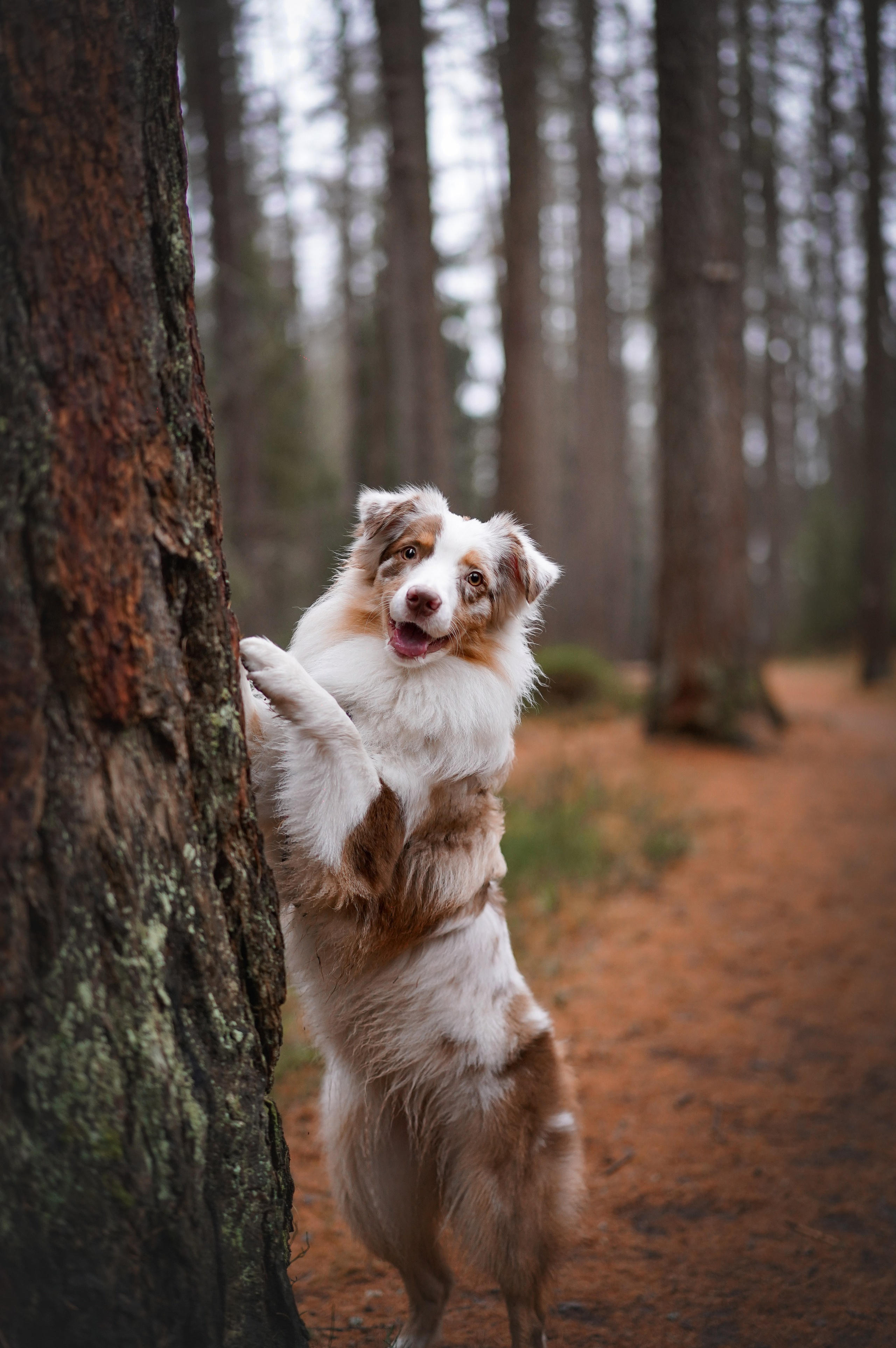 Панда Ноябрь. Фотограф-анималист в Санкт-Петербурге Яна Мартынова