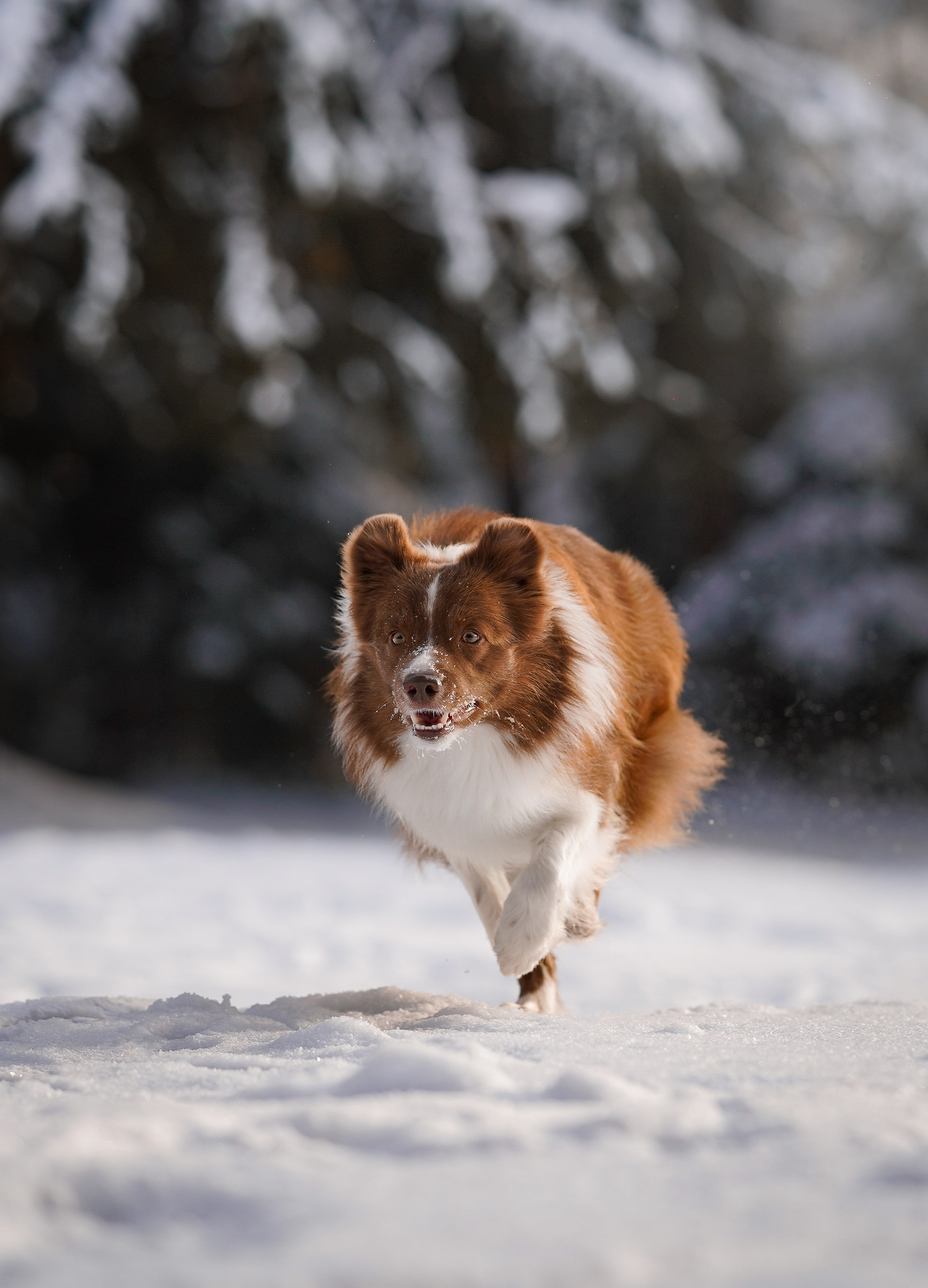 Катя и Ская. Фотограф-анималист в Санкт-Петербурге Яна Мартынова