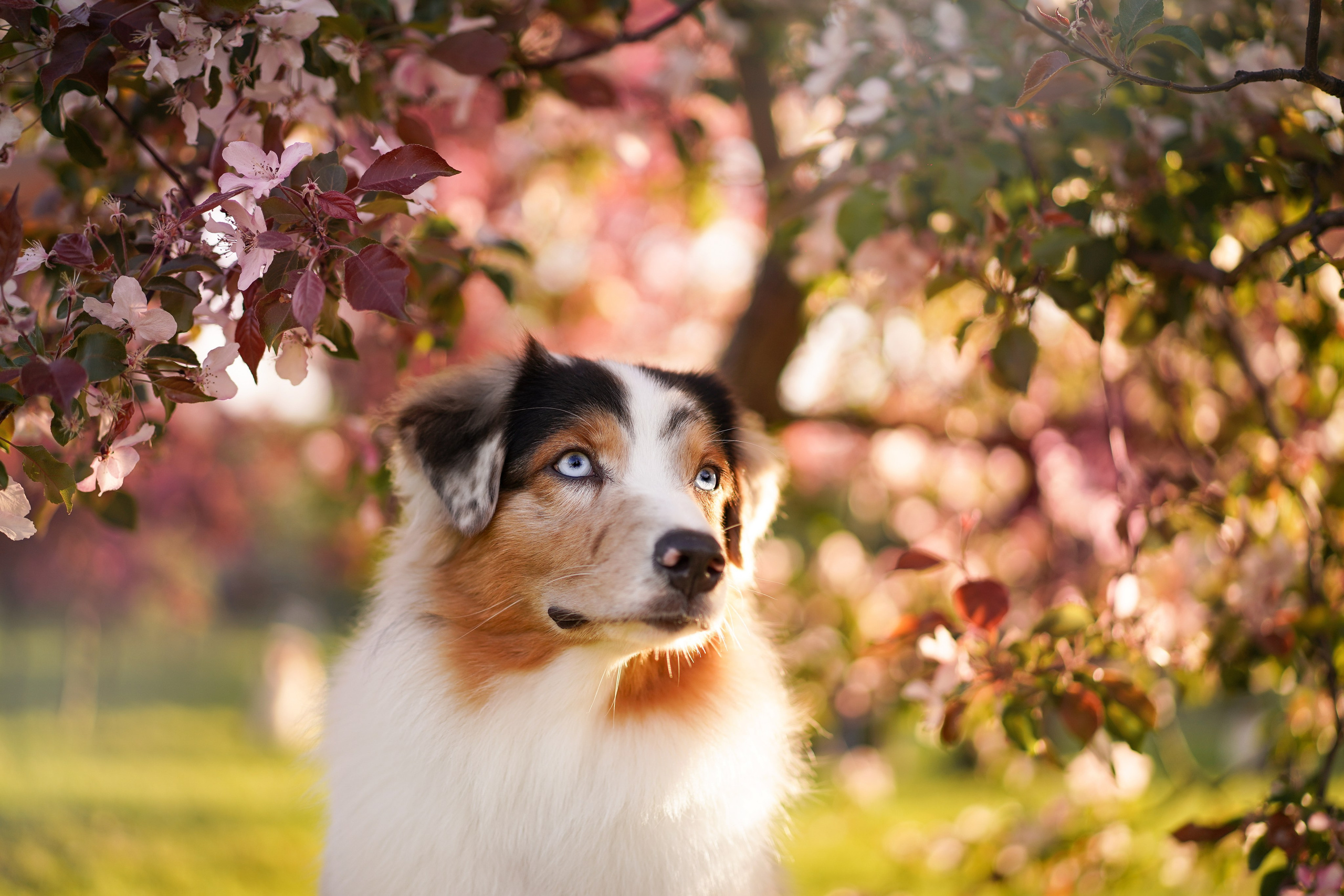 Аусси в Яблоневом саду. Фотограф-анималист в Санкт-Петербурге Яна Мартынова