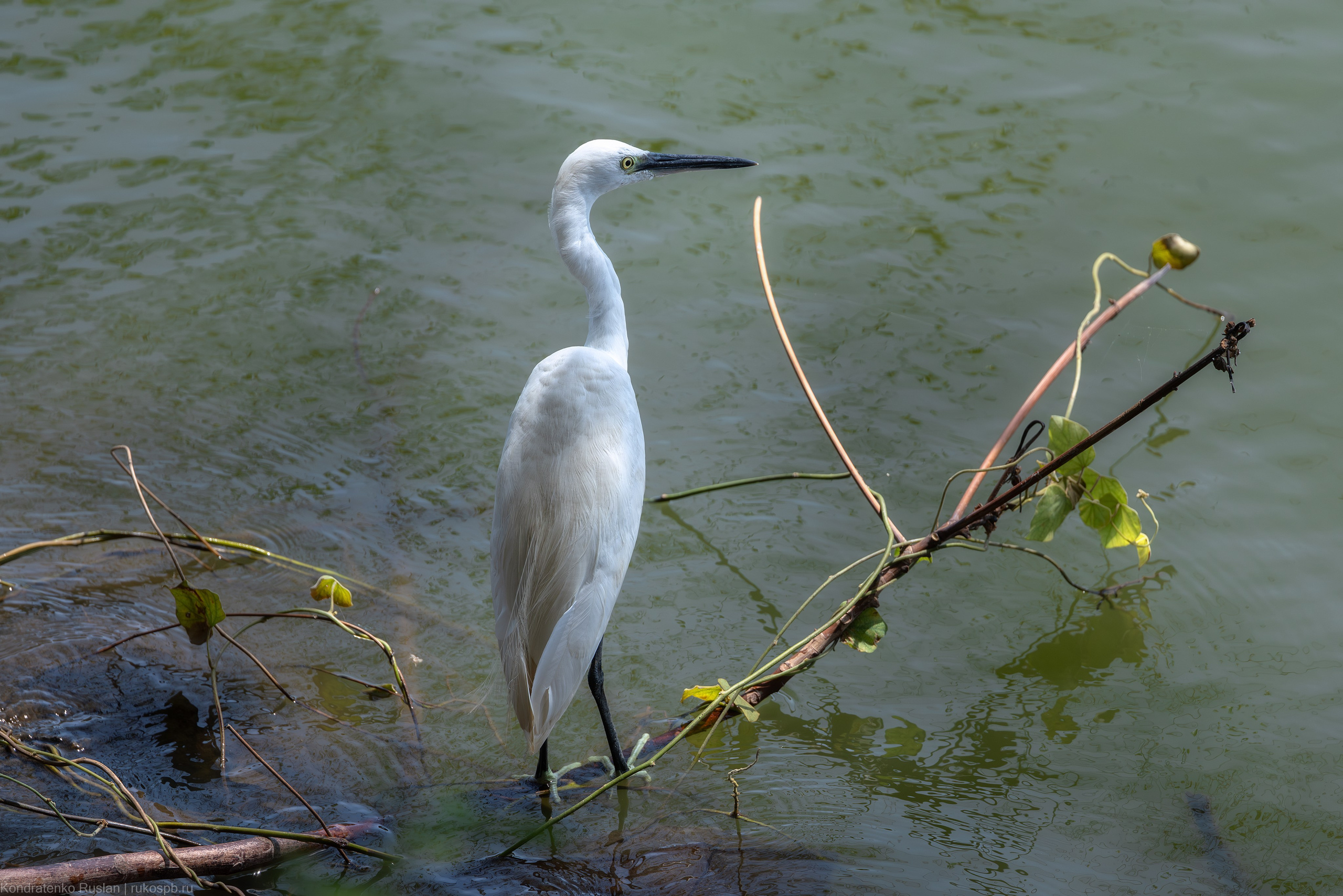 Малая белая цапля. Архитектурный и пейзажный фотограф Кондратенко Руслан, Санкт-Петербург