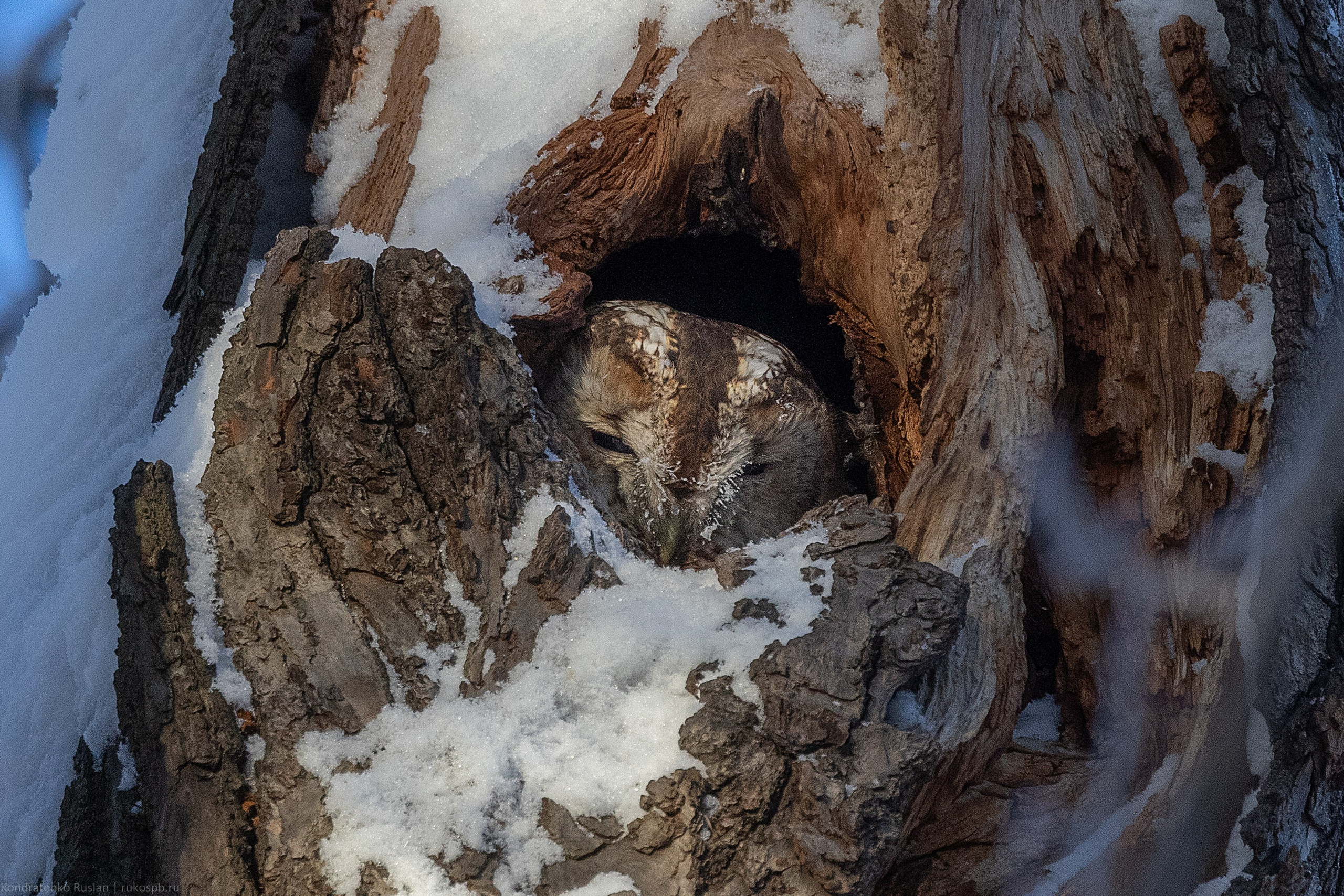 Серая неясыть. Архитектурный и пейзажный фотограф Кондратенко Руслан, Санкт-Петербург