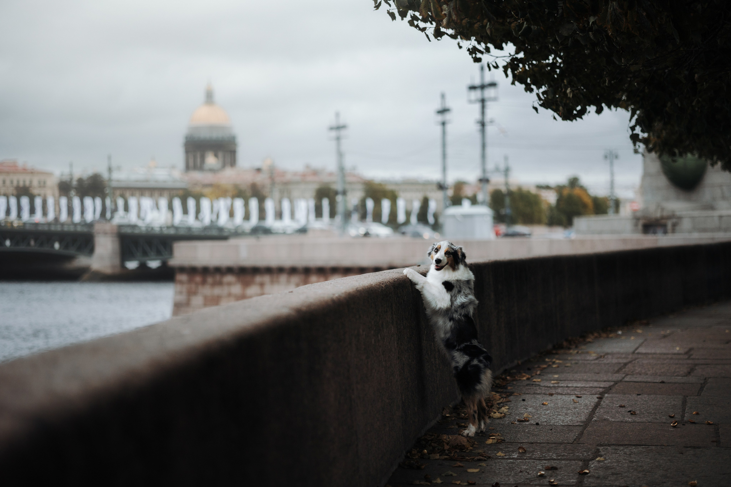 Ирина и Кайса. Фотограф — Анималист | Санкт-Петербург
