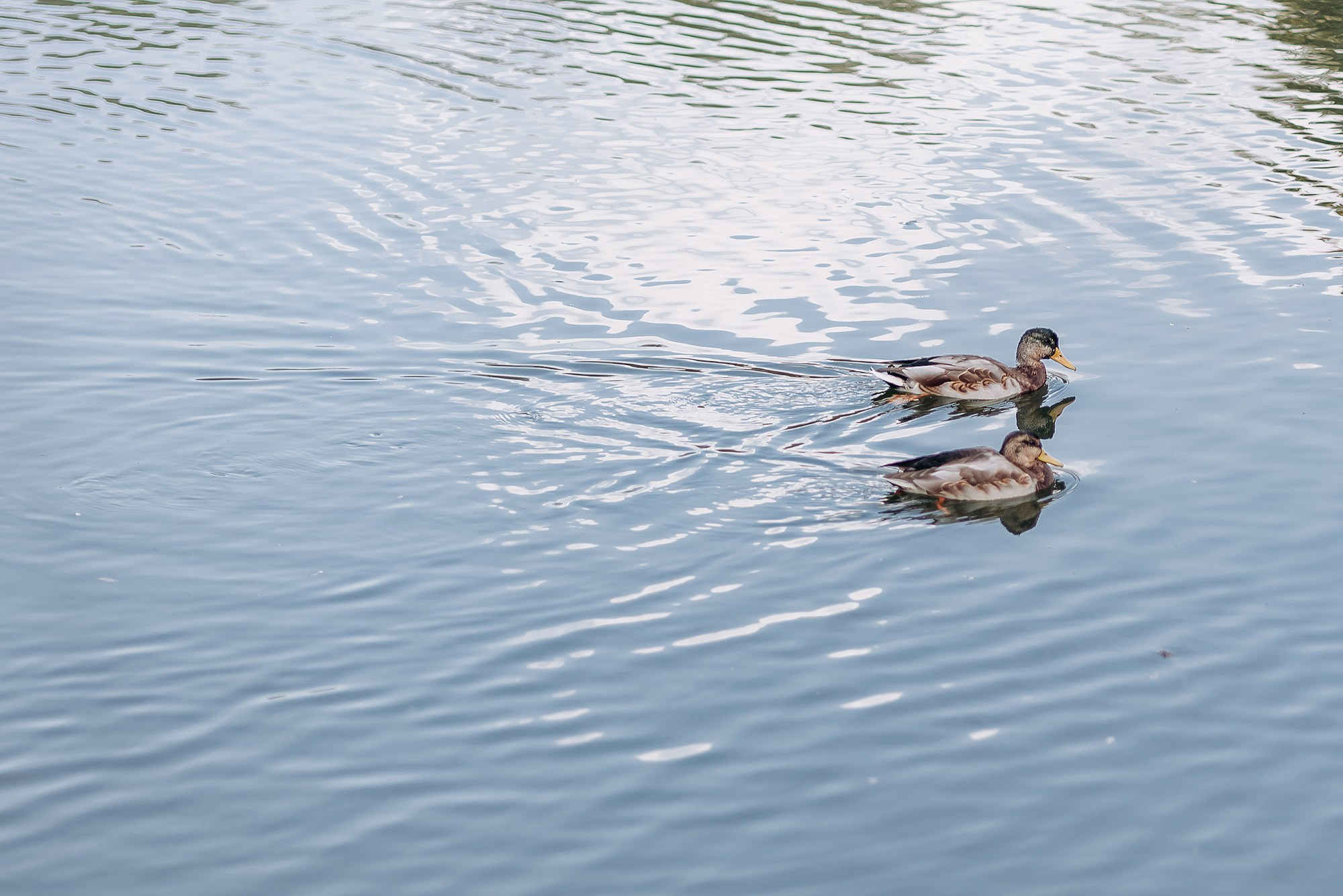 Денис и Екатерина ВДНХ. Свадебный фотограф в Дубне Алексей Фонарёв