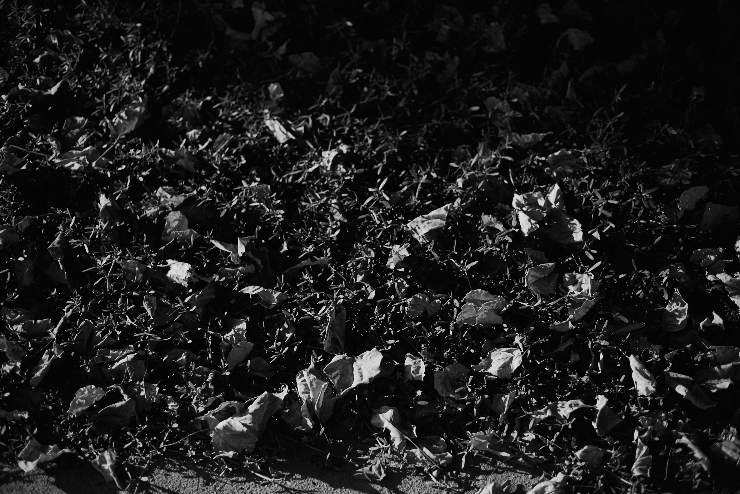 Другое 3. Jorgis Talè — photographer, kind person, teacher of arts and other mag