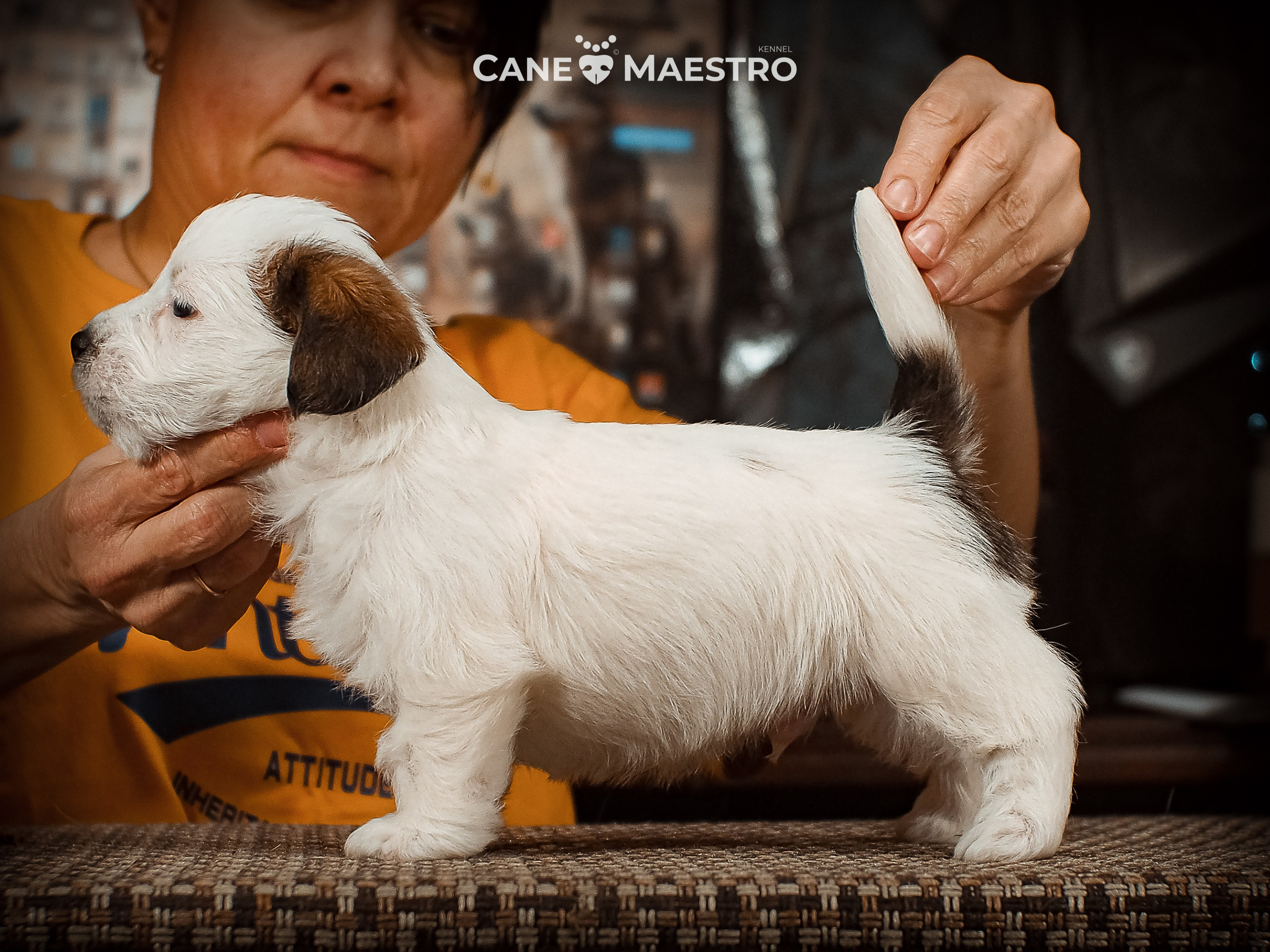 КОБ_Б_МОНОКЛЬ. CANE MAESTRO — kennel Jack Russell Terrier