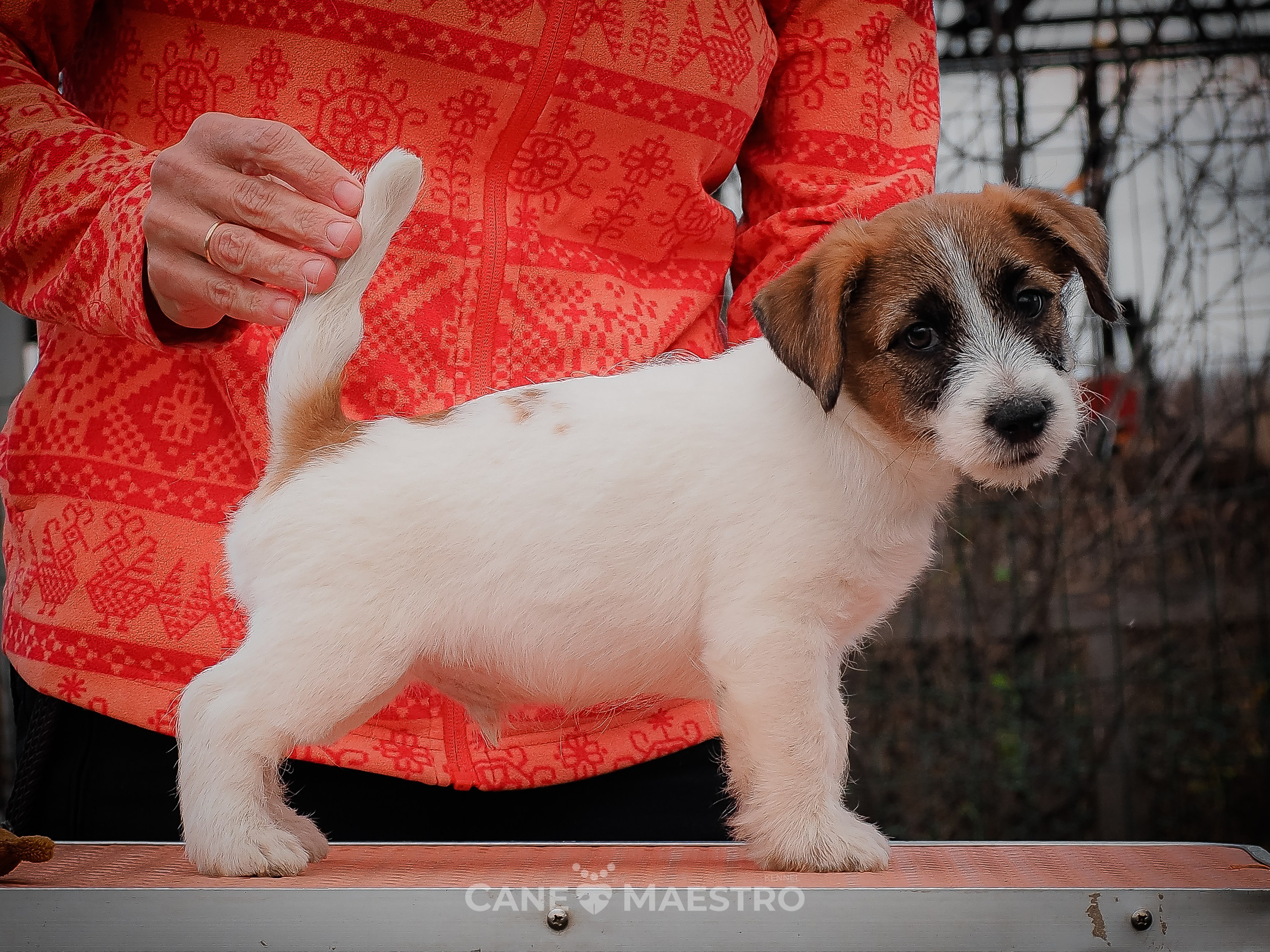 КОБЛ_5_БР_27. КАНЕ МАЭСТРО — питомник Джек рассел терьеров