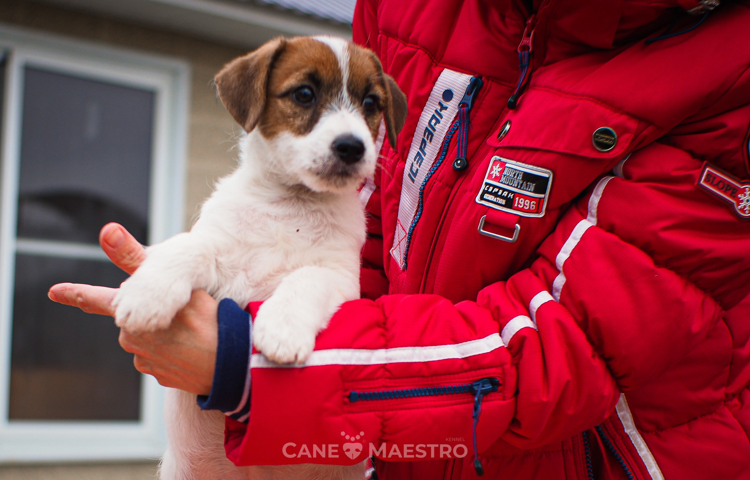 3КОБЛ_СНЕГОВИК. CANE MAESTRO — kennel Jack Russell Terrier