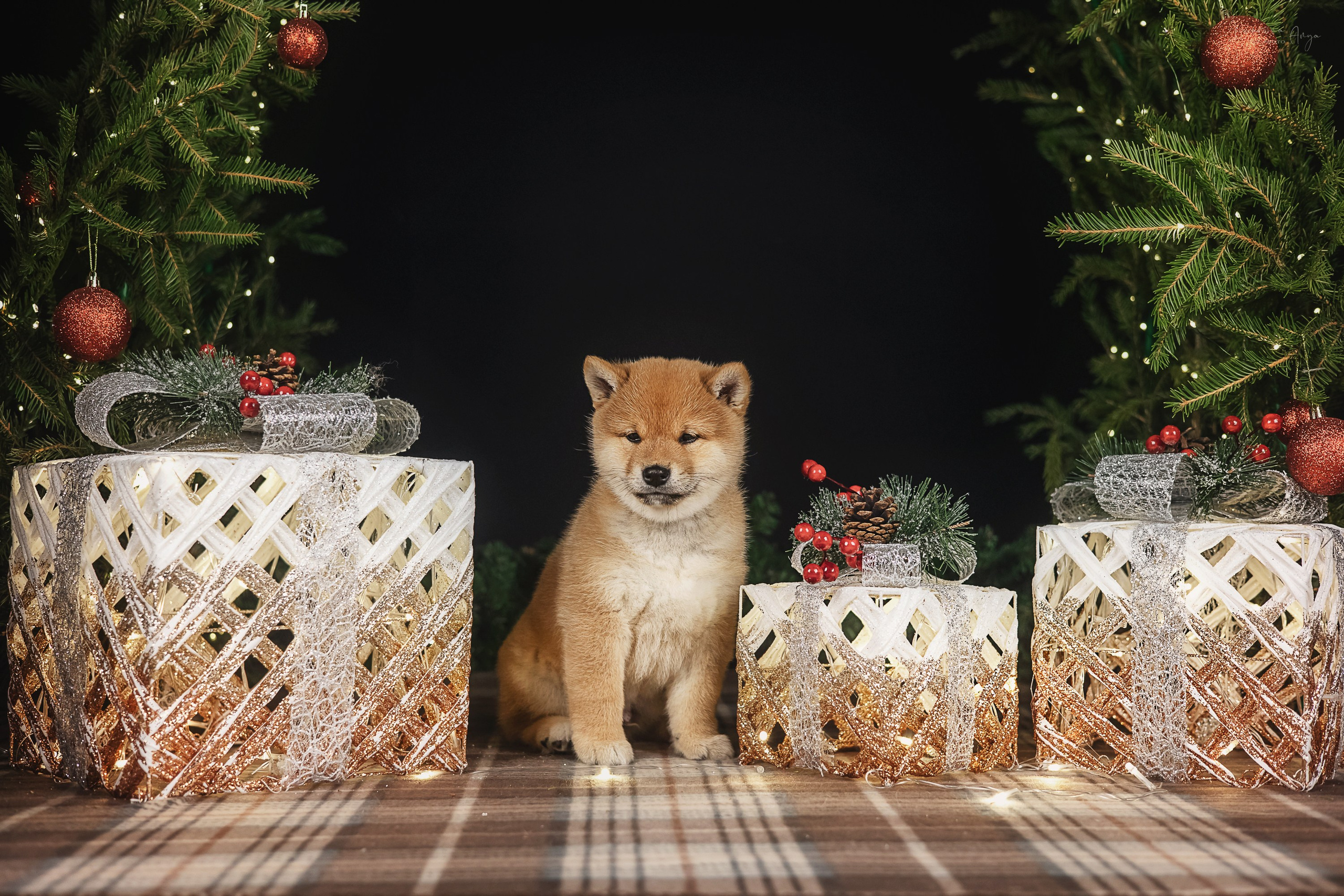 Фотодень_1 2025. Фотограф анималист Аня Ливанова | Рыбинск