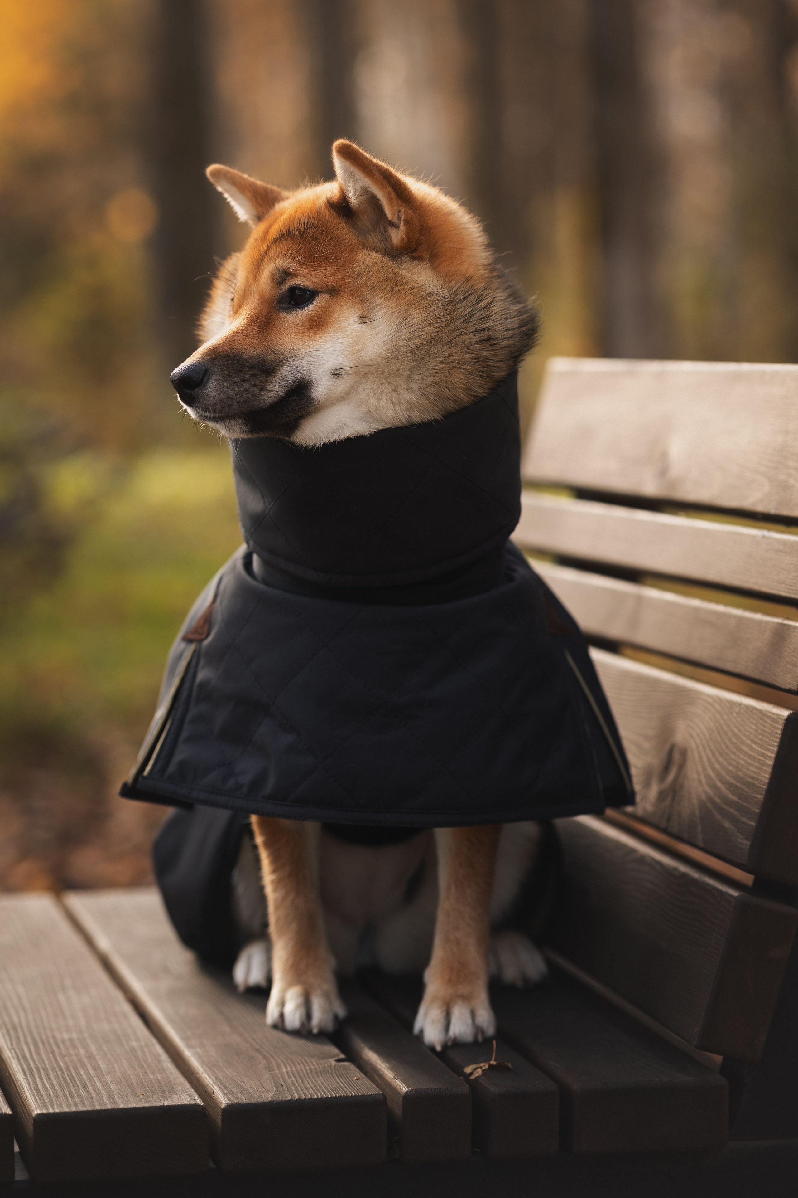 Оши | Сиба-Ину |. Фотограф