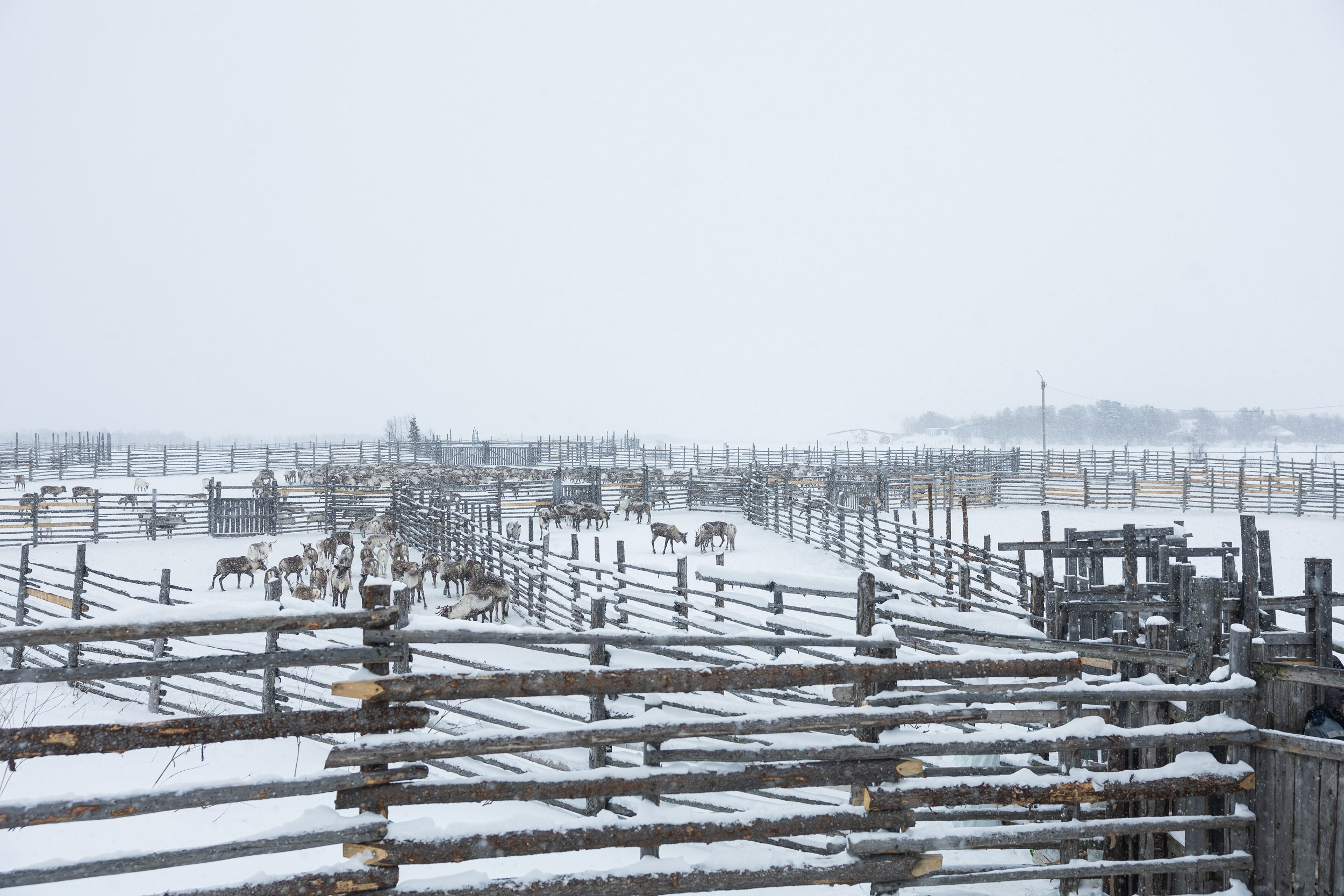 Ловозеро. Оленеводы. Алиса Северная. Визуальные исследования. Пейзажная и документальная фотография