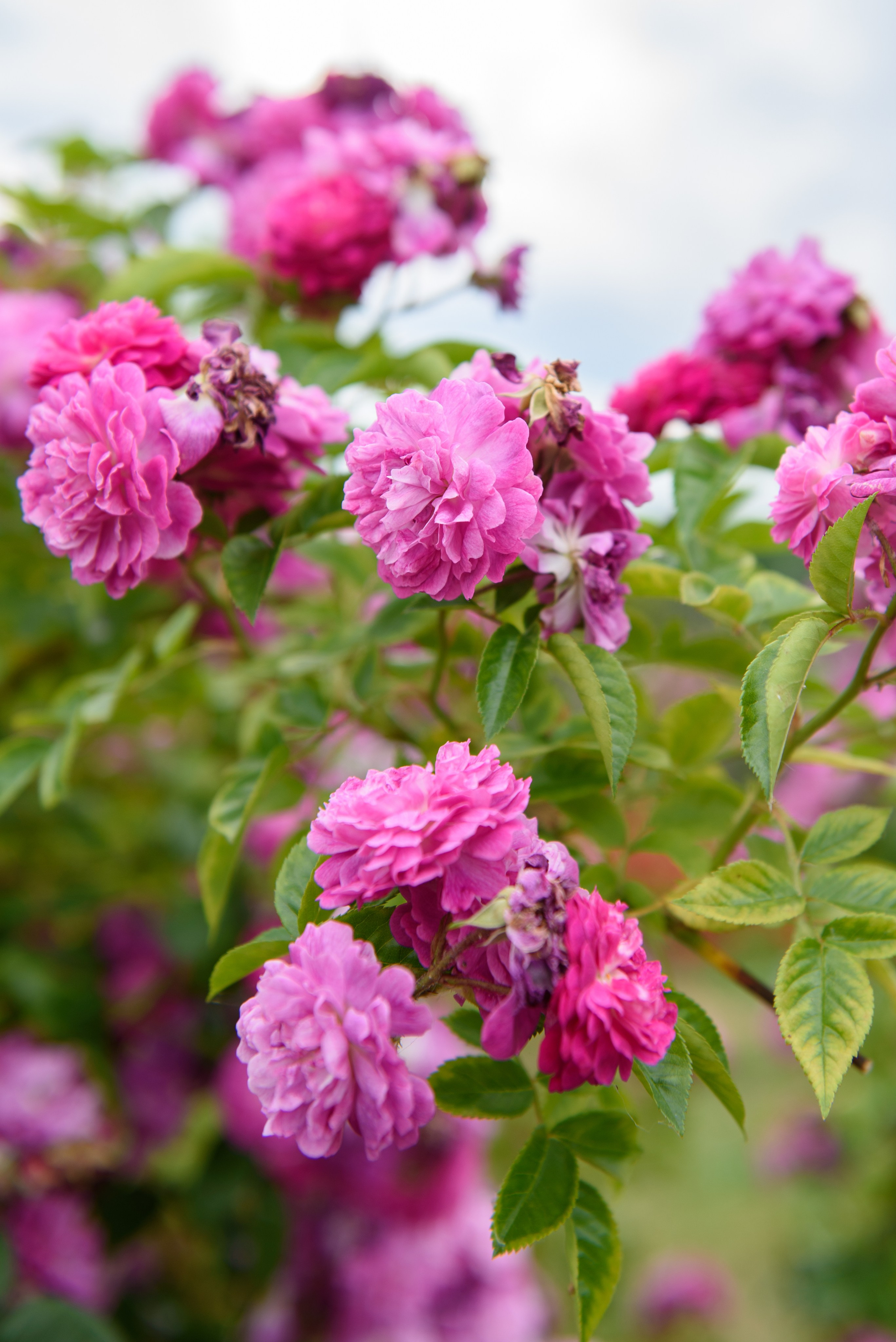 Прогулка по Минску. Анна Боровикова, фотограф Пушкино