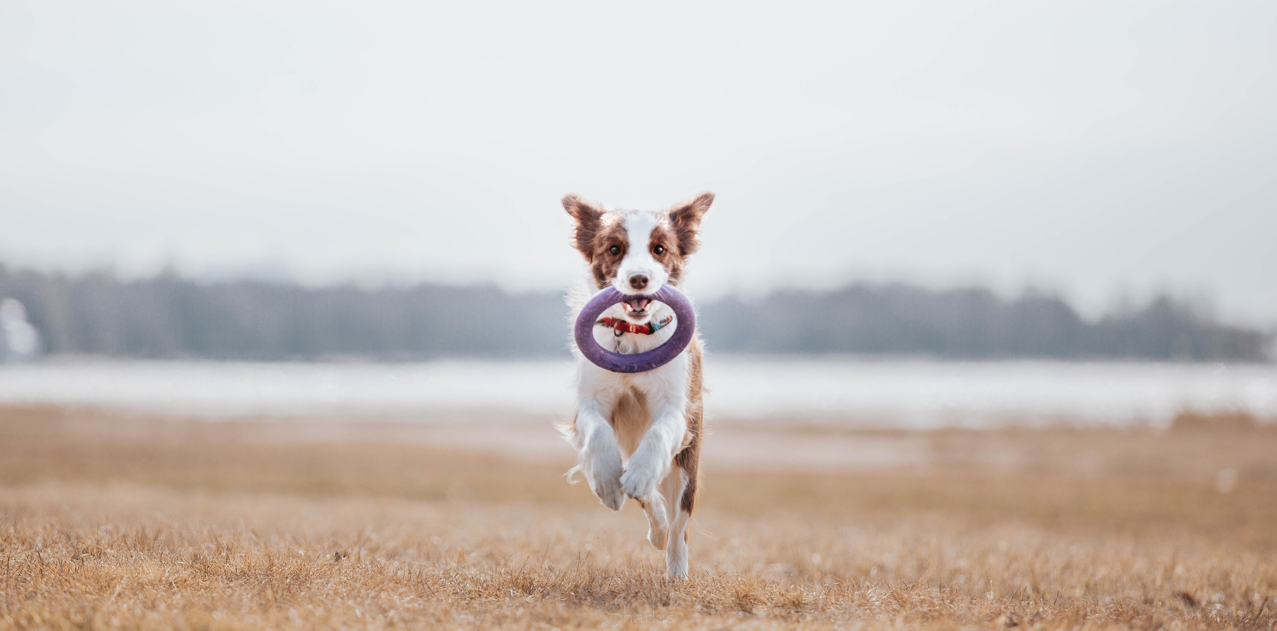 Бордюха, Лора, Берта, Мета. Главная