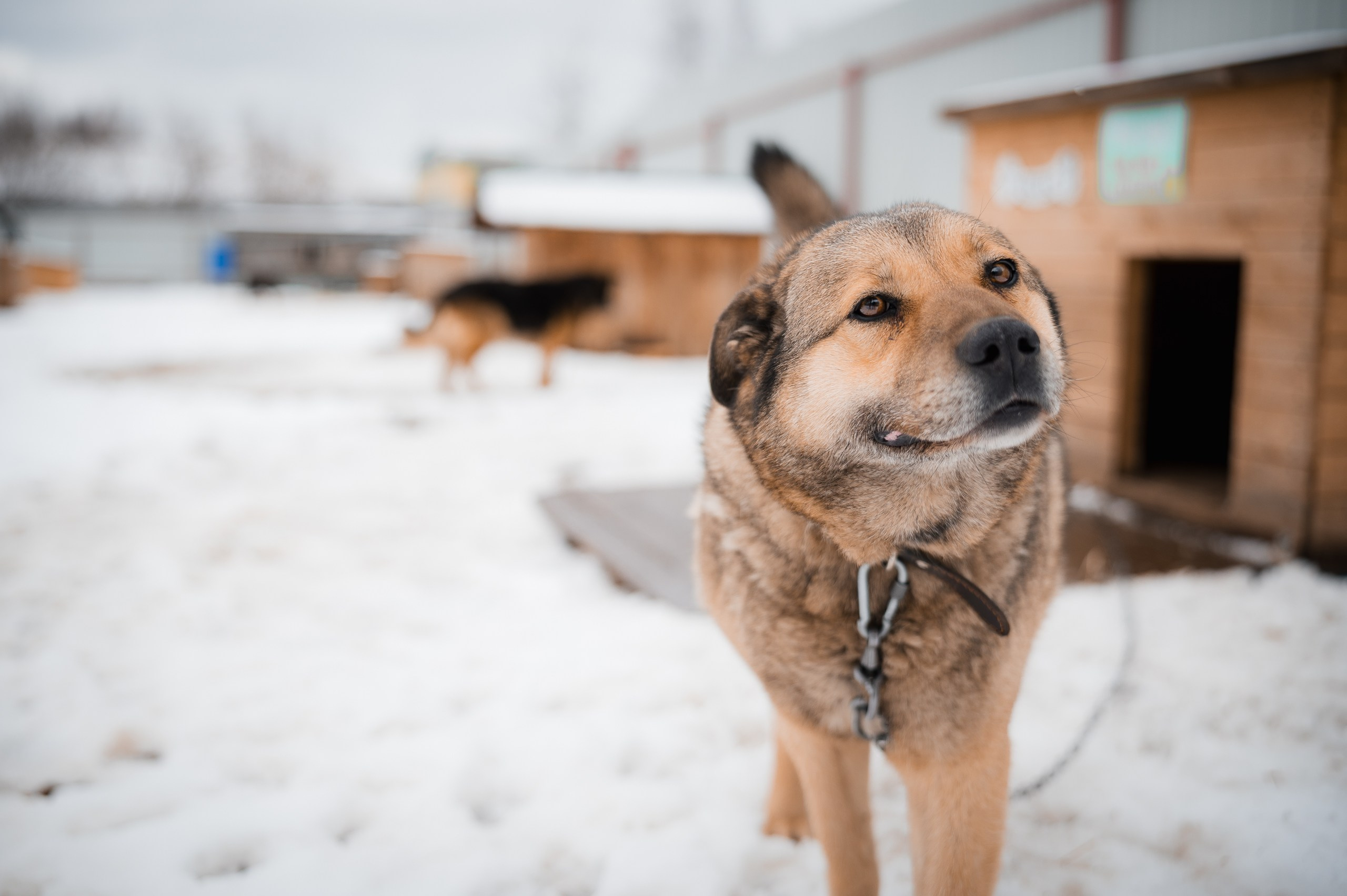 Джесси. Улыбка собаки — спасение и пристройство бездомных собак