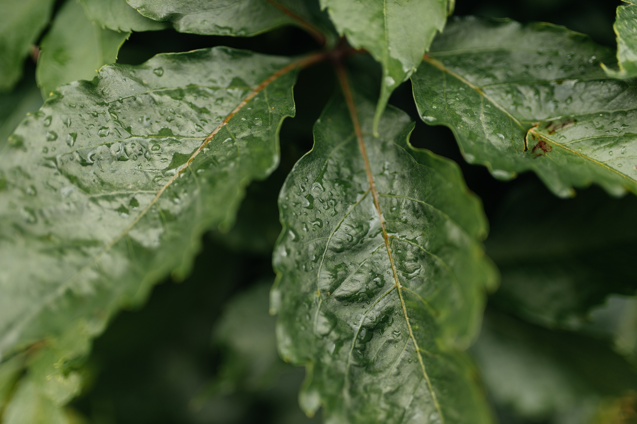 LEV & ANASTASIA. Свадебное ФОТО & ВИДЕО Москва/Липецк